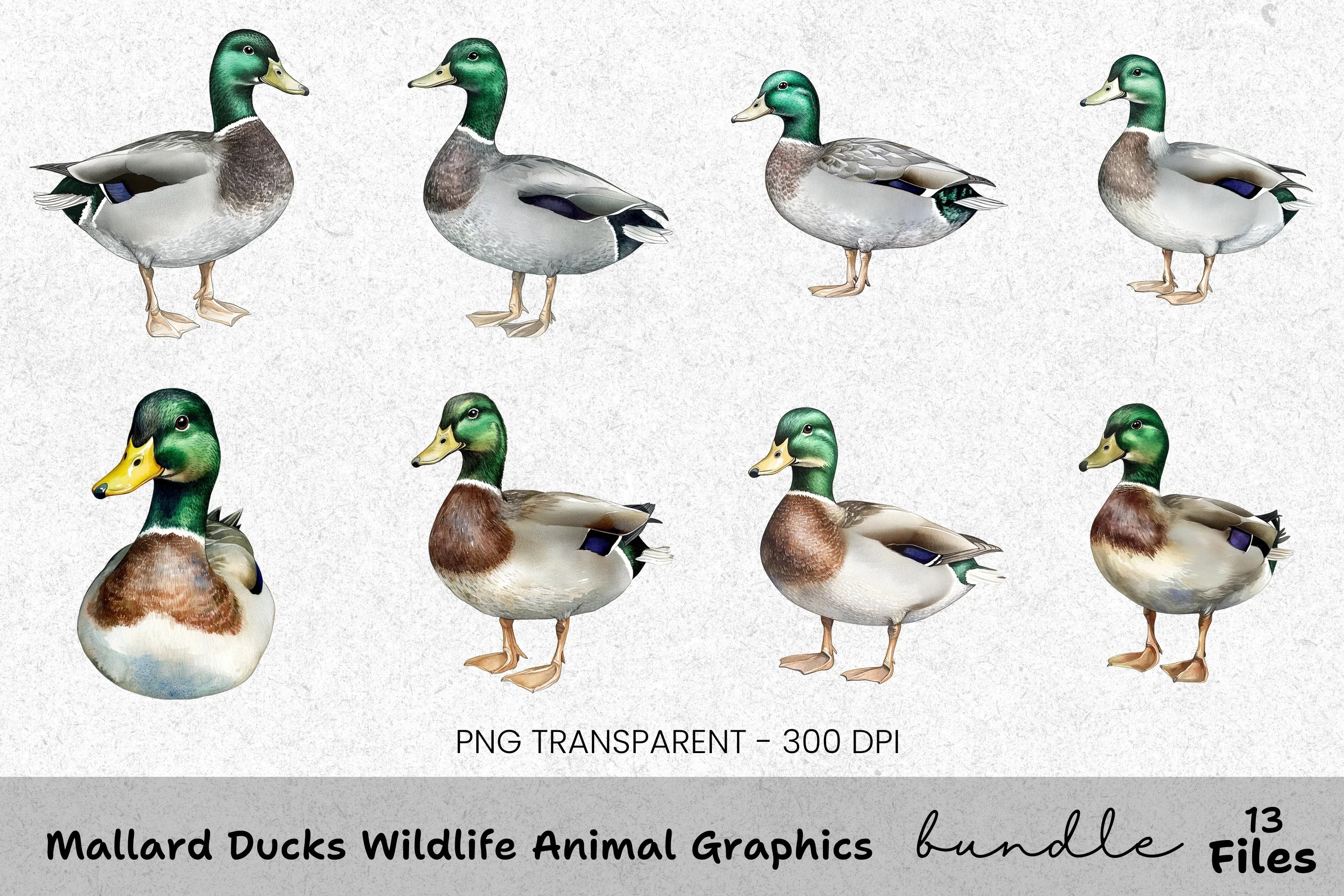 Mallard Ducks Wildlife Animal Clipart Bundle