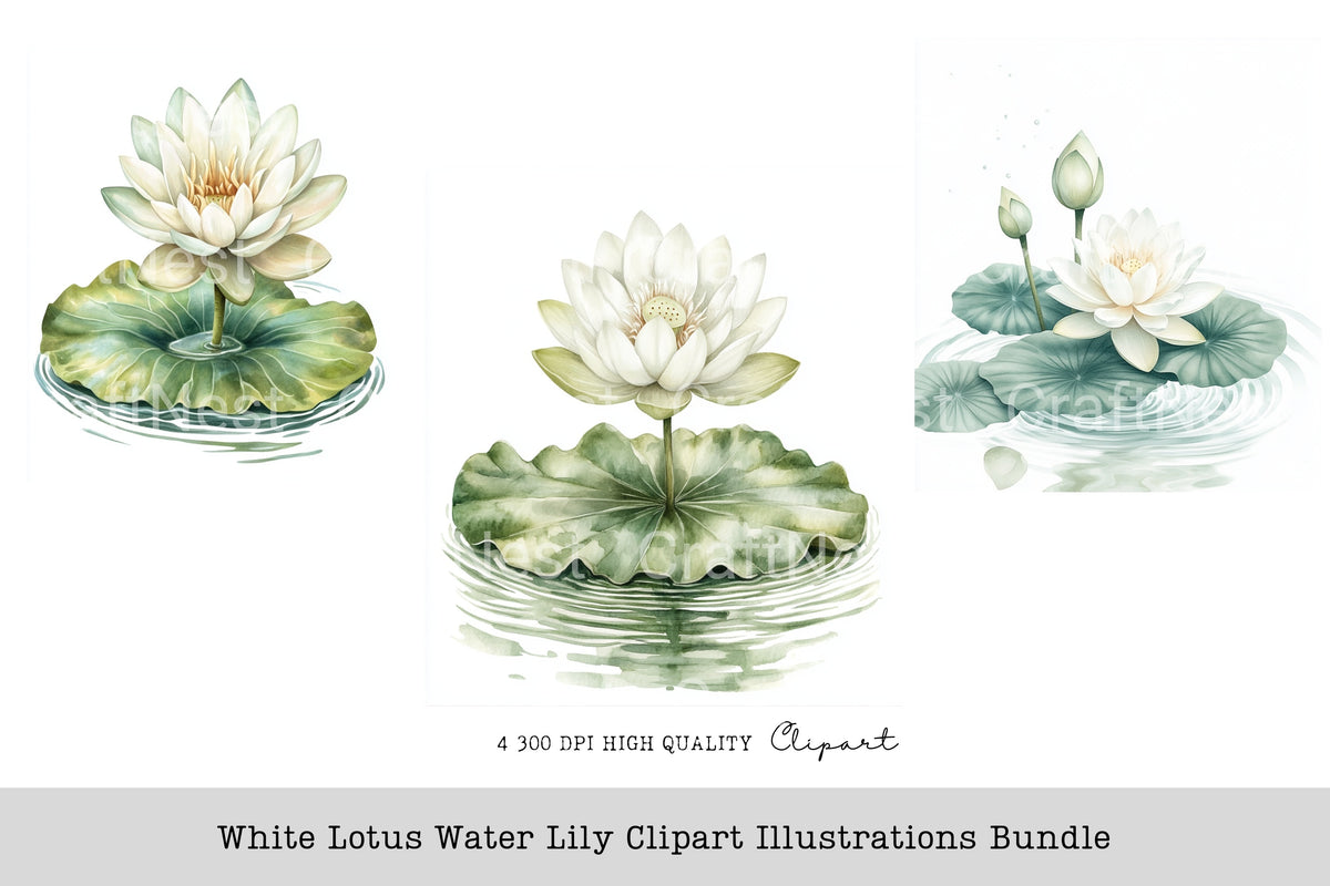 White Lotus Water Lily Illustrations Clipart Bundle