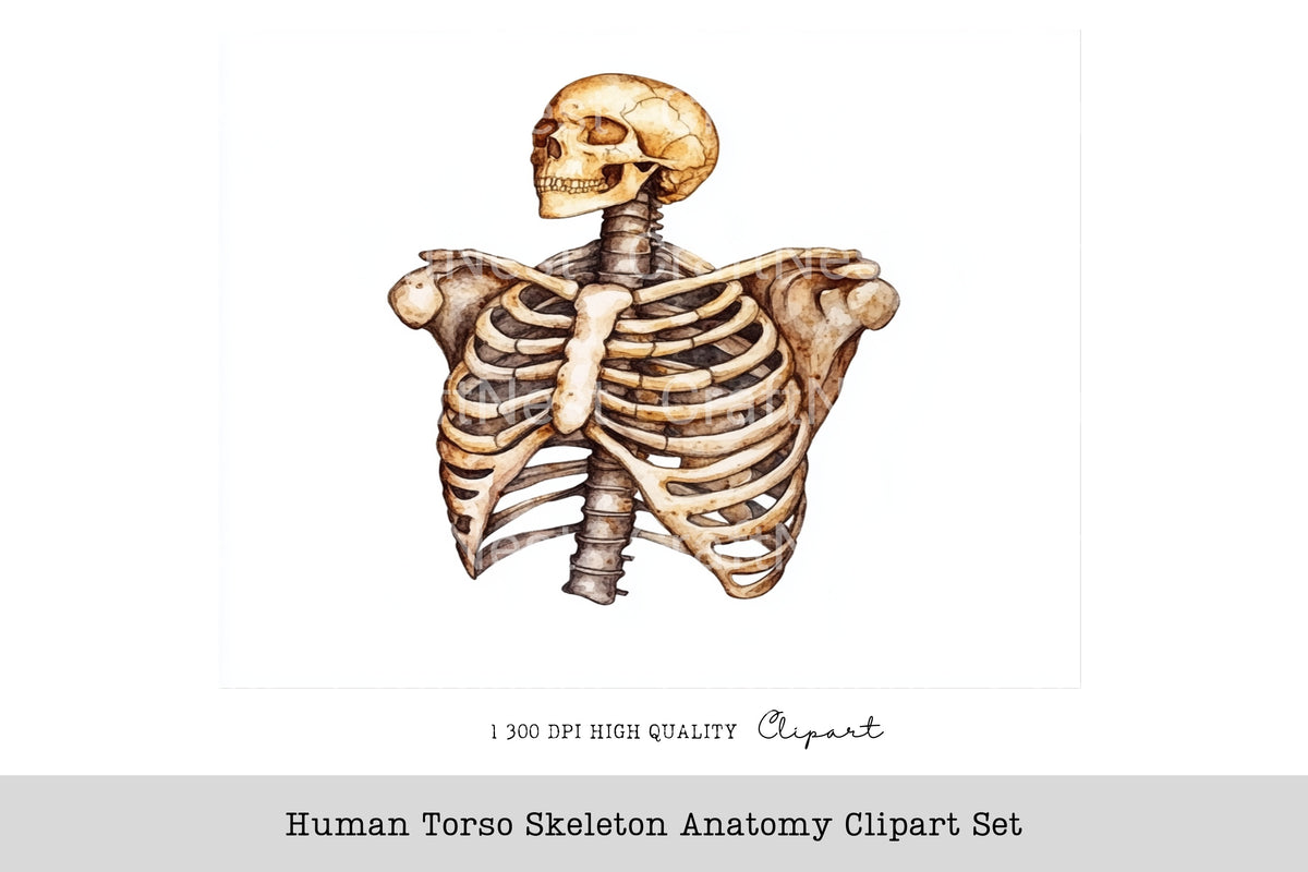 Human Torso Skeleton Anatomy Clipart Bundle