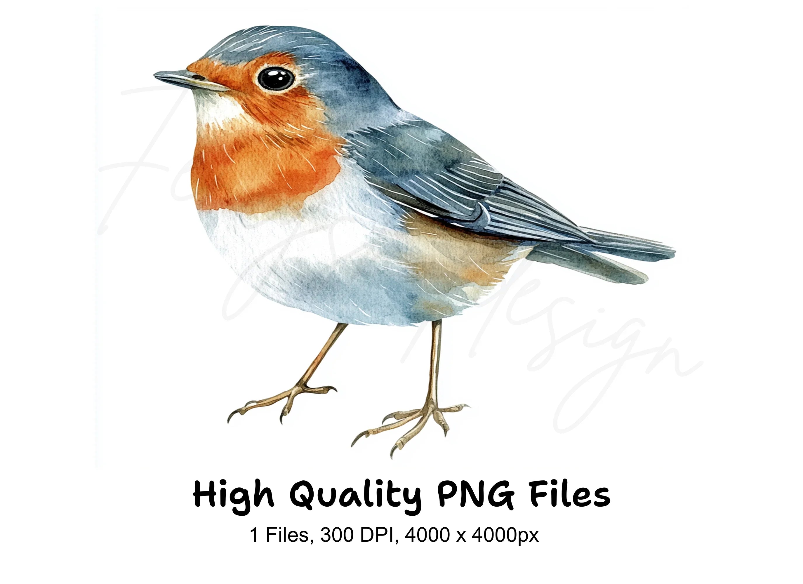 European Robin Bird Clipart Bundle