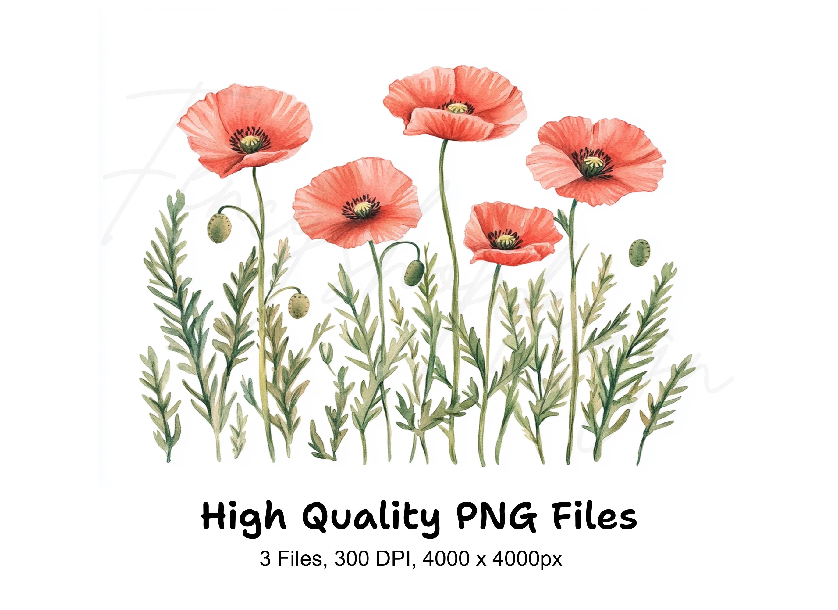 Poppy Flowers Clipart Bundle