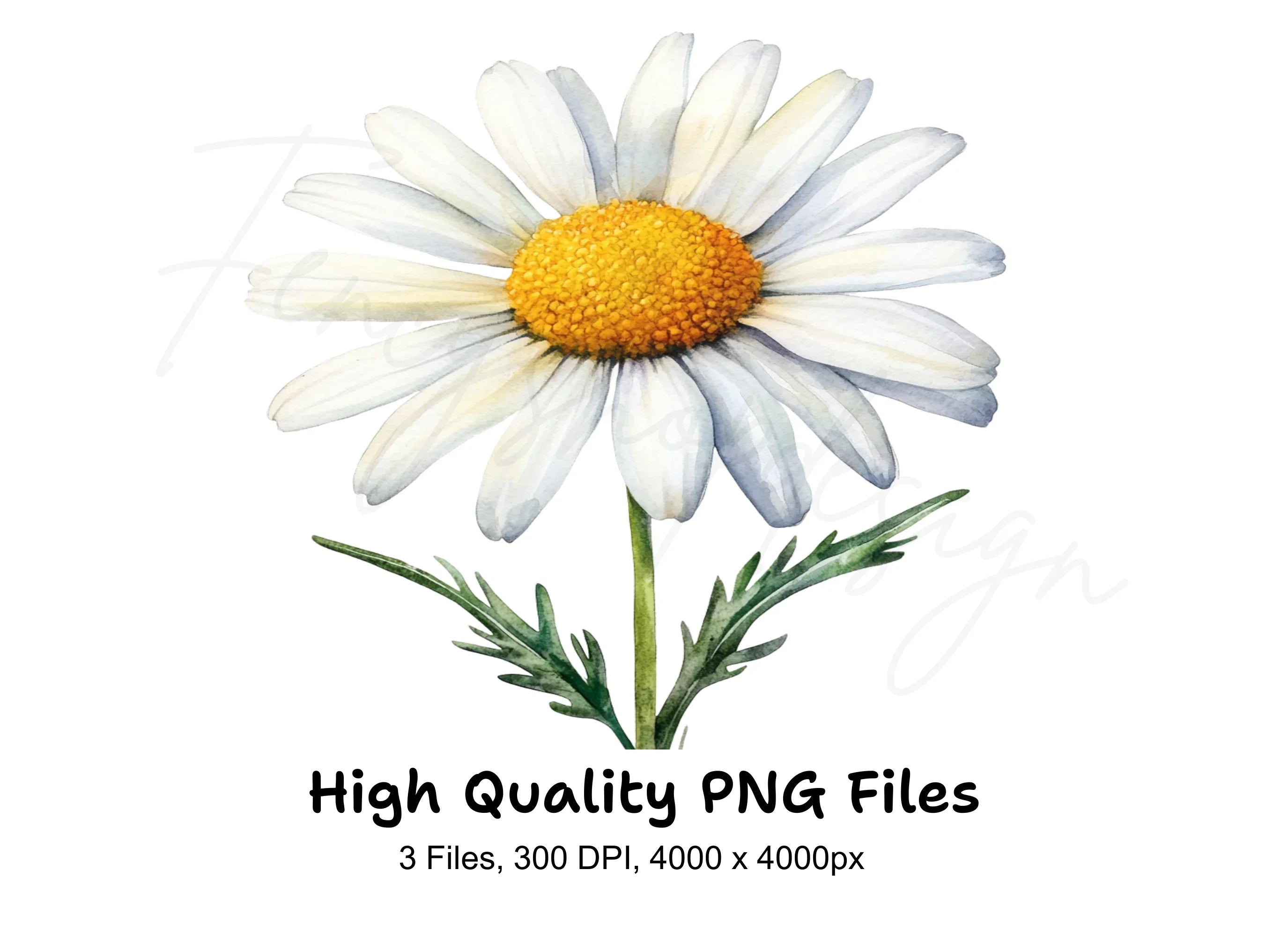 Daisy Clipart Bundle