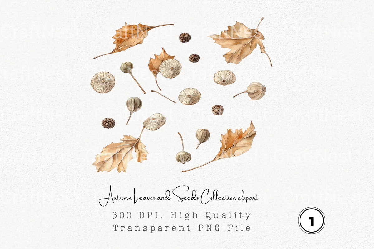 Autumn Leaves And Seeds Clipart Bundle