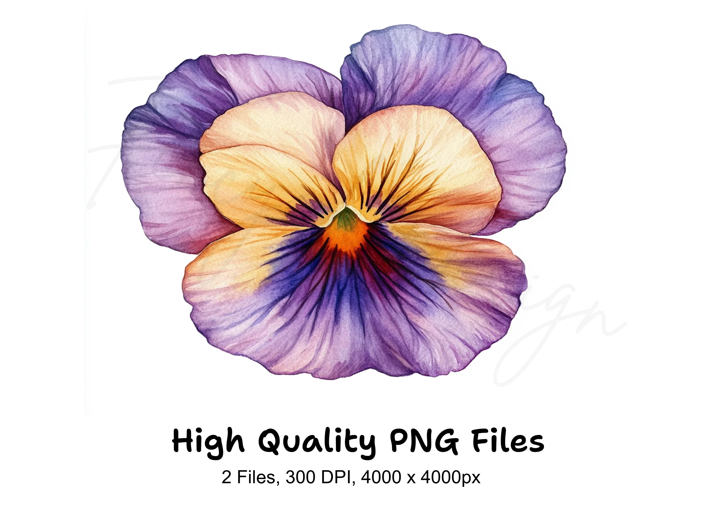 Vibrant Pansy Flowers Clipart Bundle