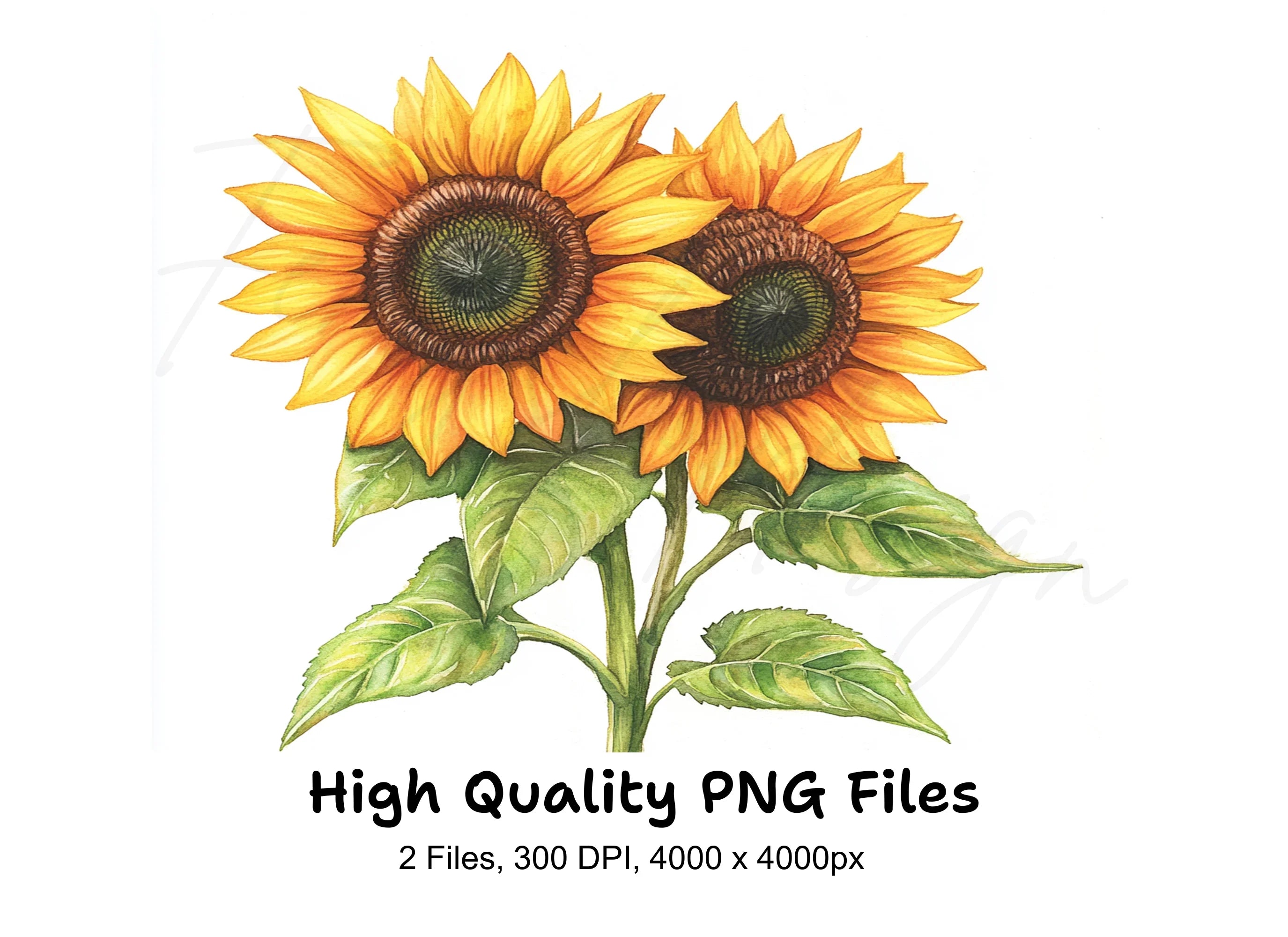 Sunflower Clipart Bundle
