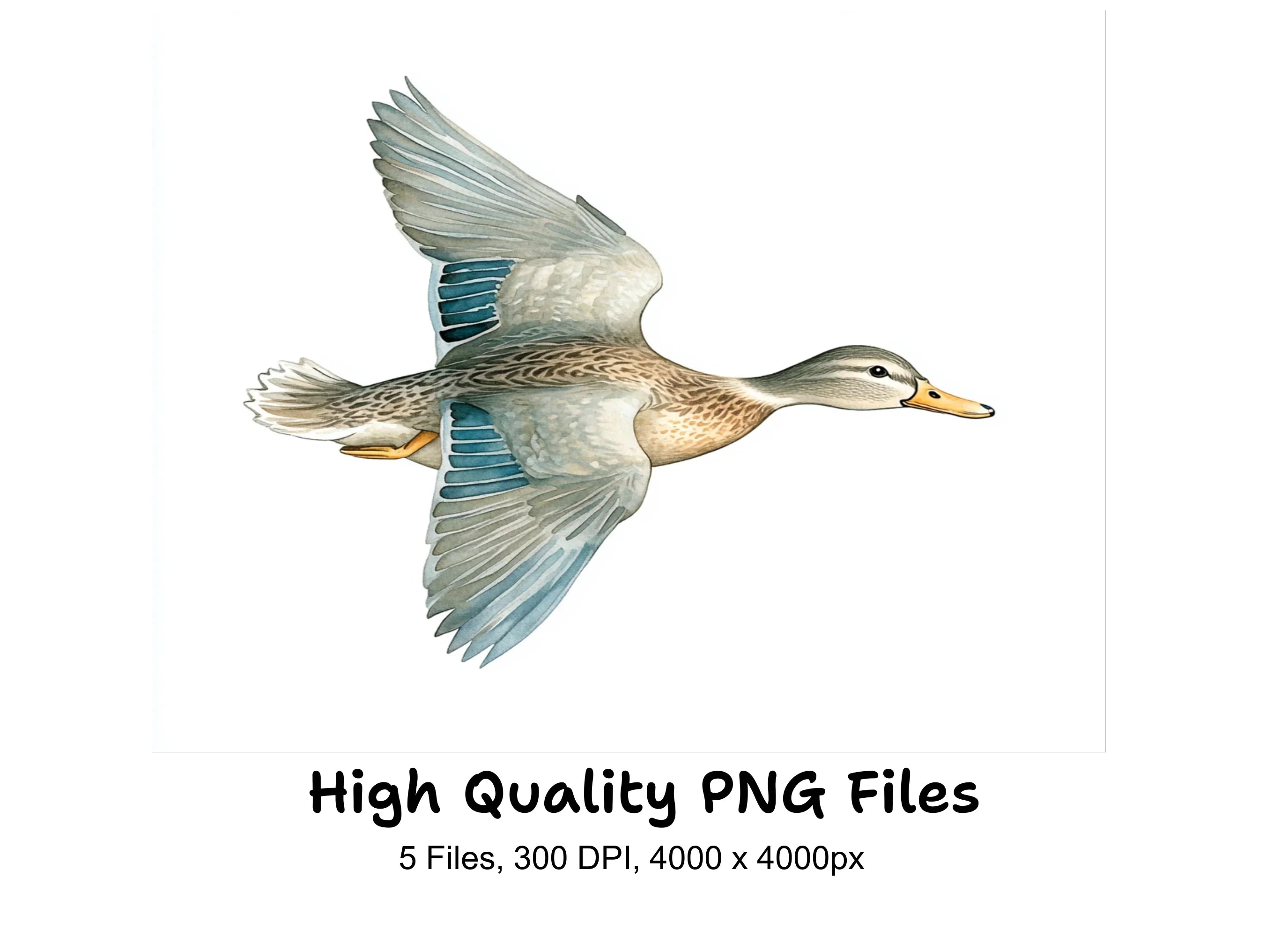 Flying Duck Clipart Bundle
