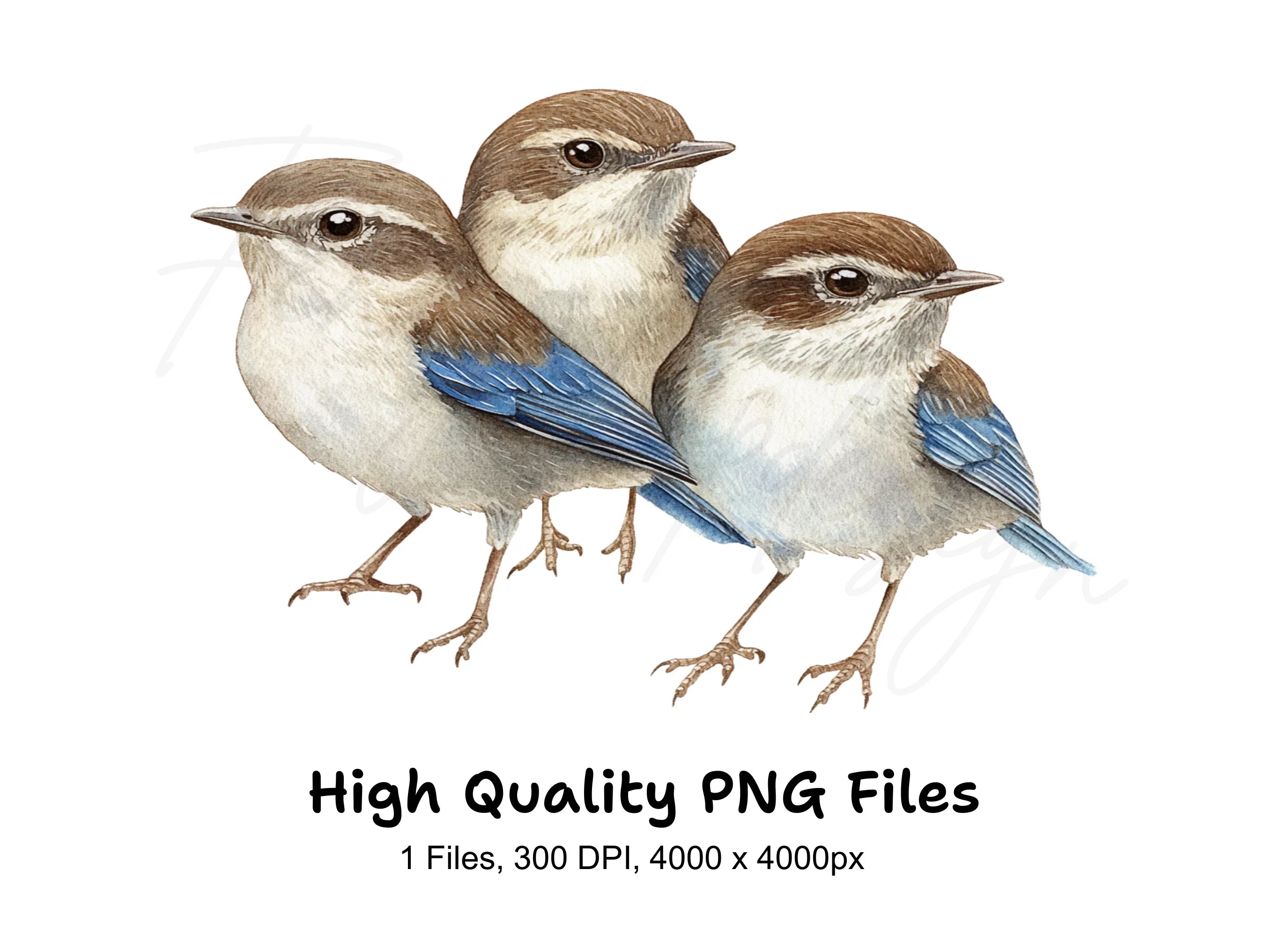 Cute Birds Clipart Bundle