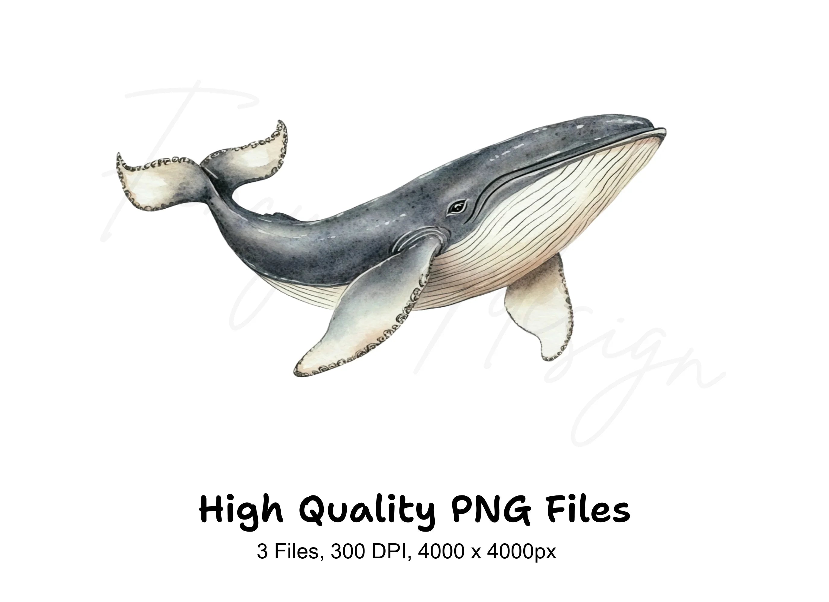 Humpback Whale Clipart Bundle