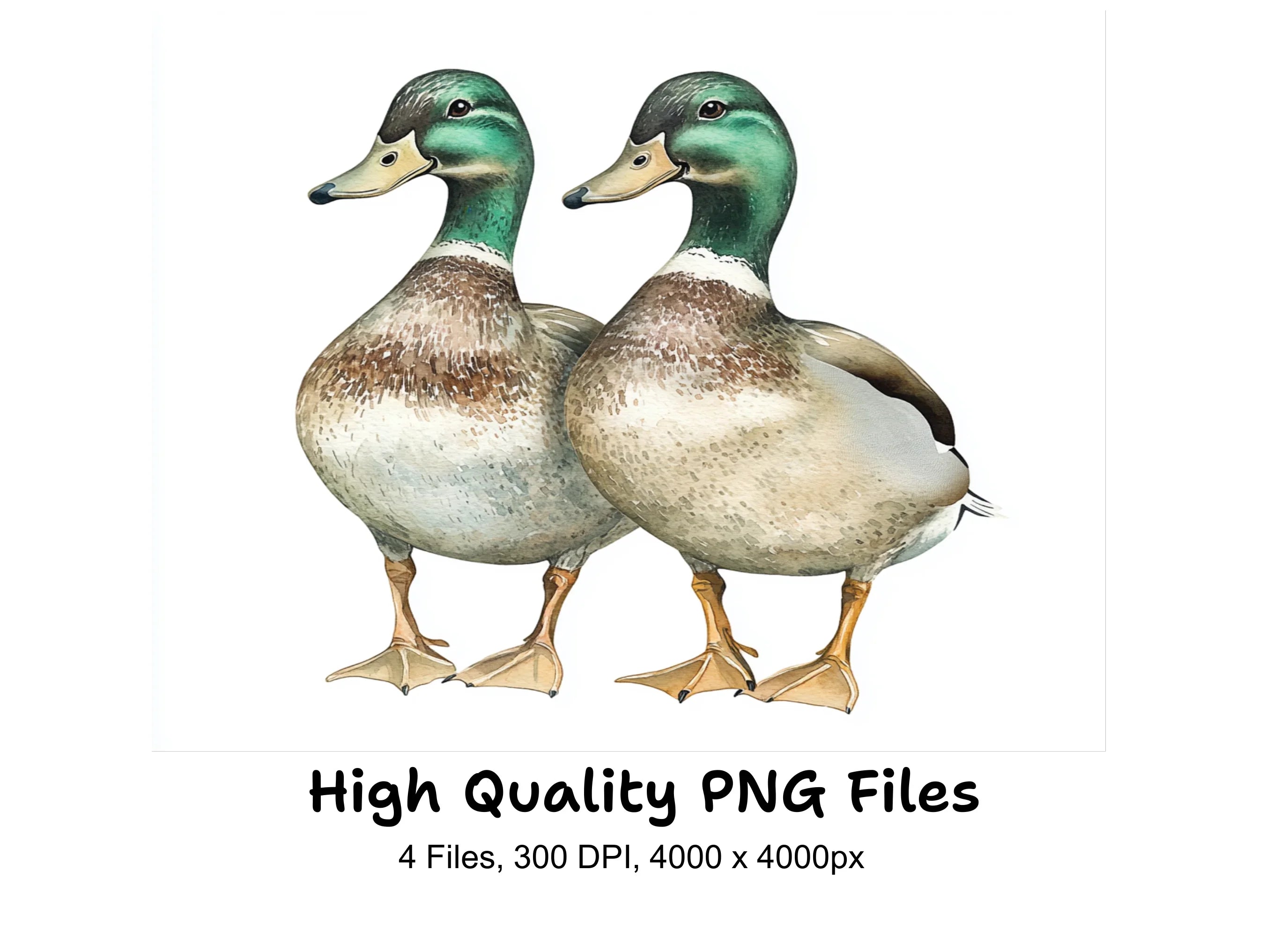 Mallard Duck Pair Clipart Bundle