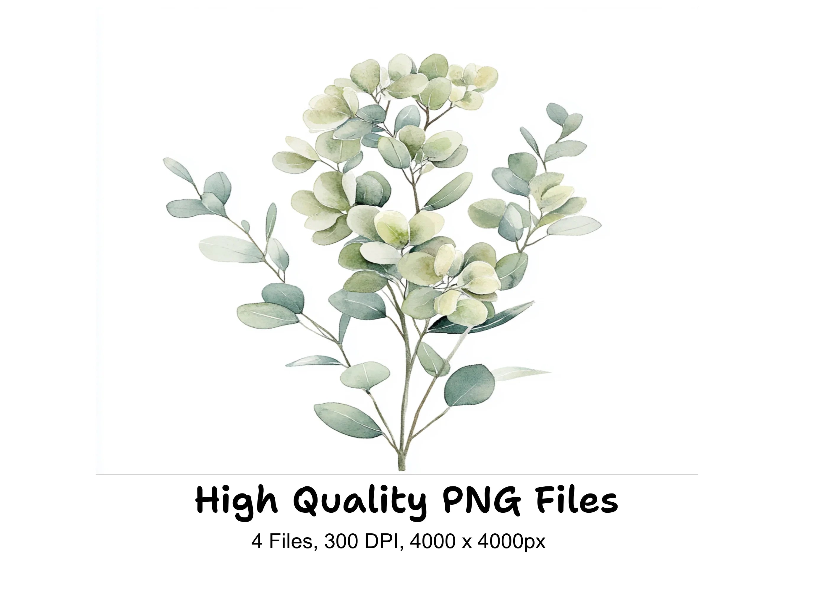 Eucalyptus Clipart Bundle