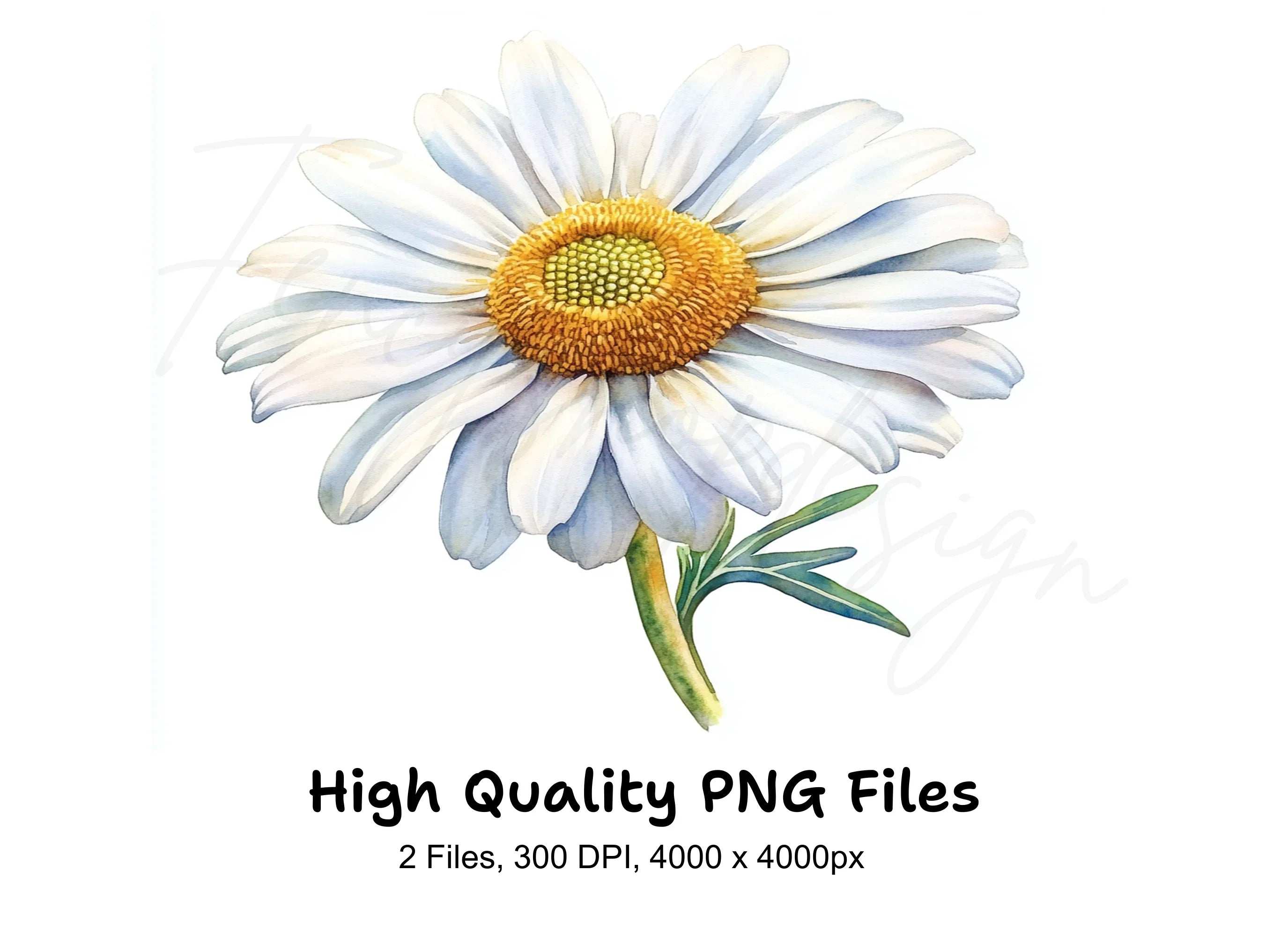 Daisy Flowers Clipart Bundle