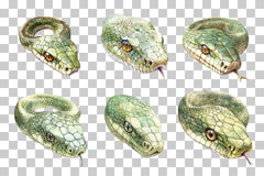 Snake Head Reptile Close-Up Clipart Bundle - CraftNest - Digital Crafting and Art