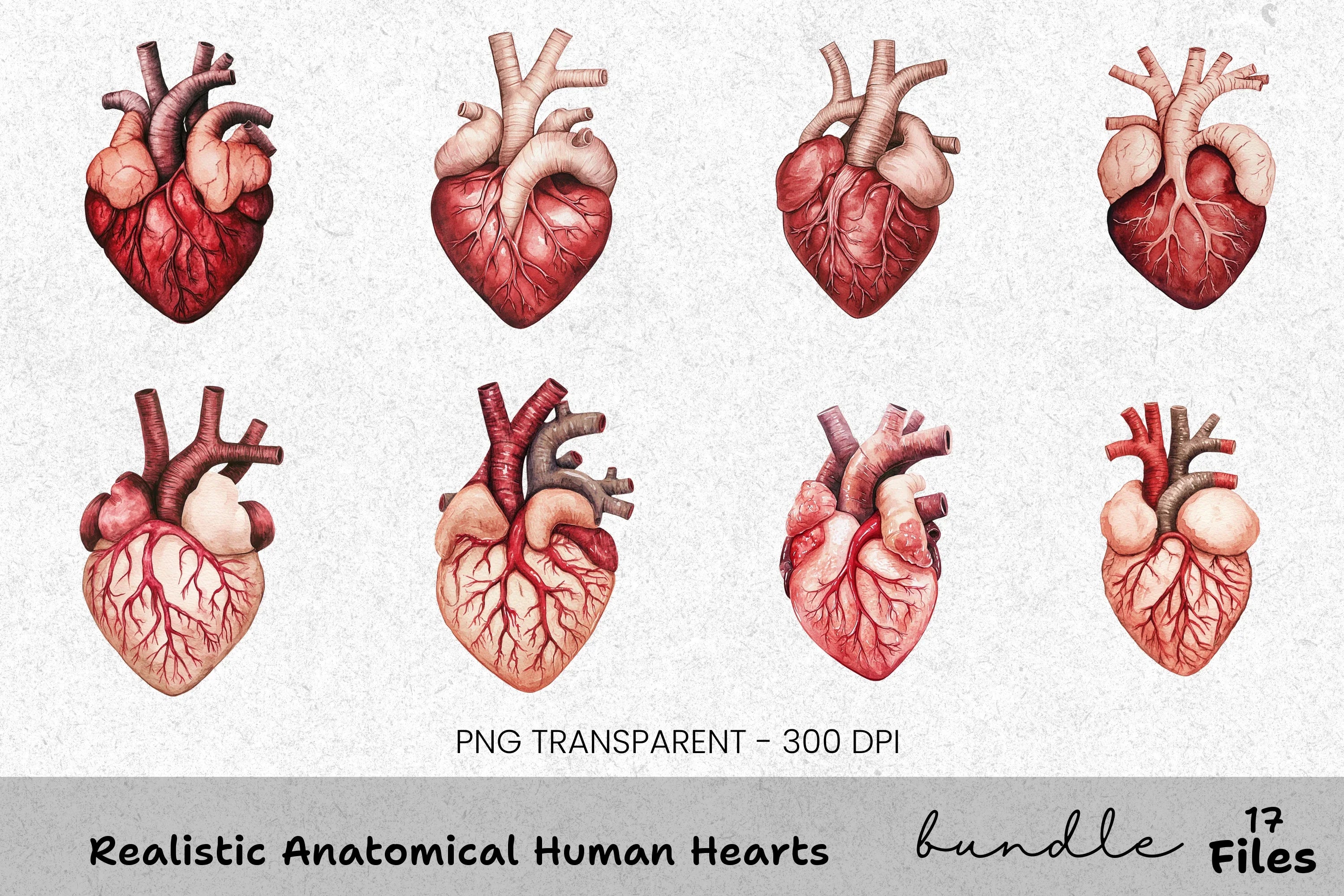 Realistic Anatomical Human Hearts Clipart Bundle