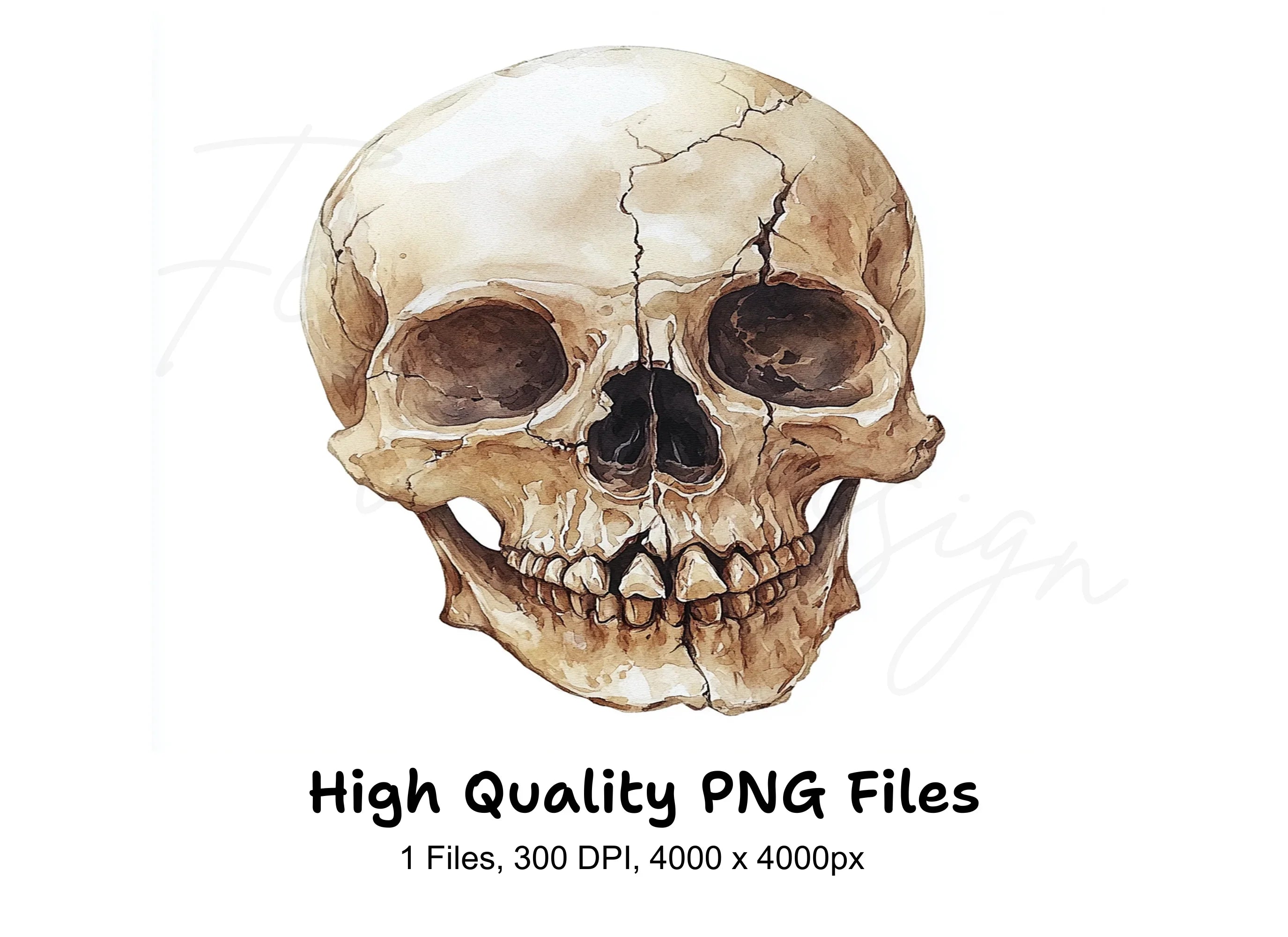 Human Skull Clipart Bundle