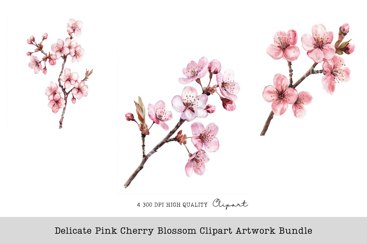 Delicate Pink Cherry Blossom Artwork Clipart Bundle