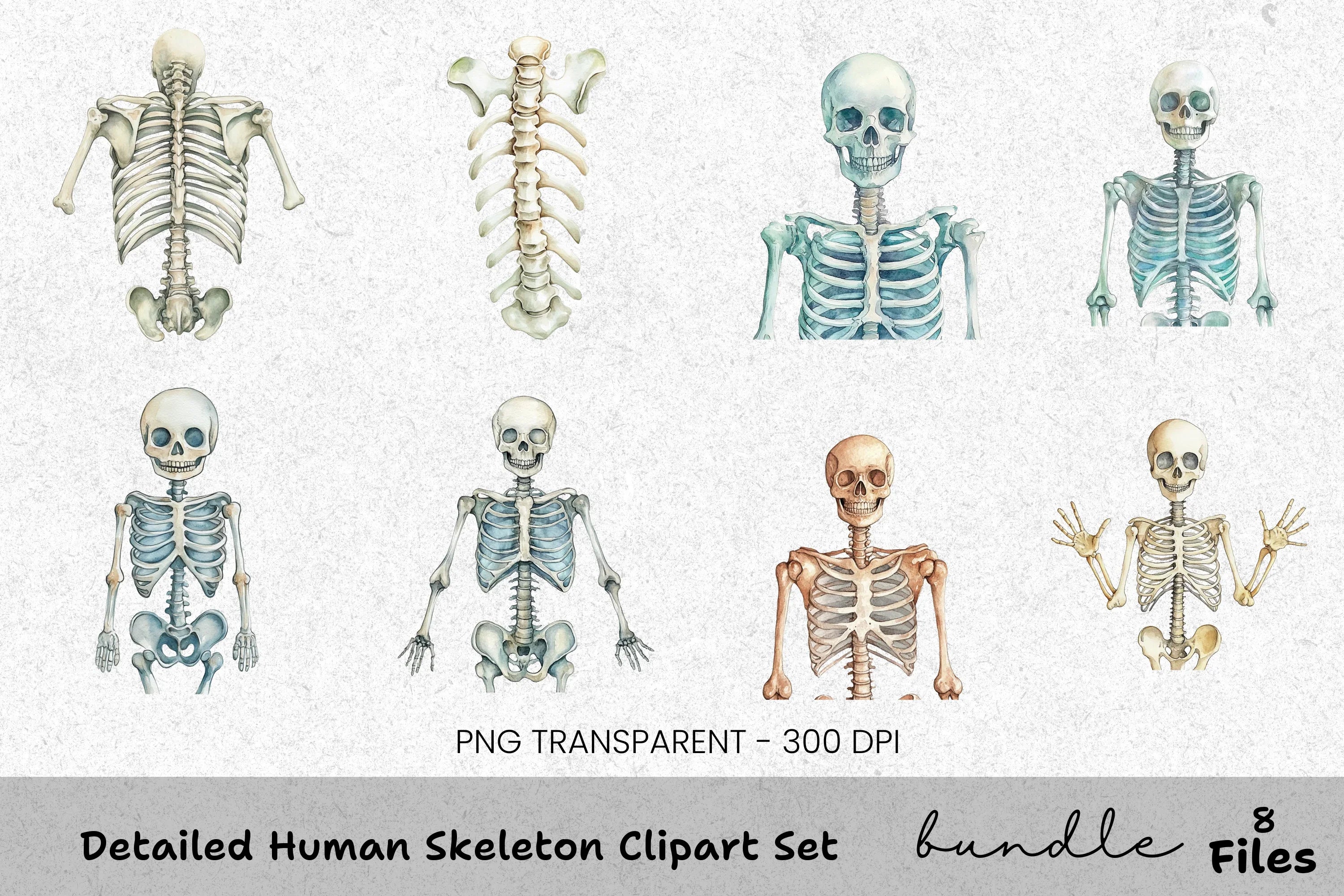 Detailed Human Skeleton Clipart Bundle
