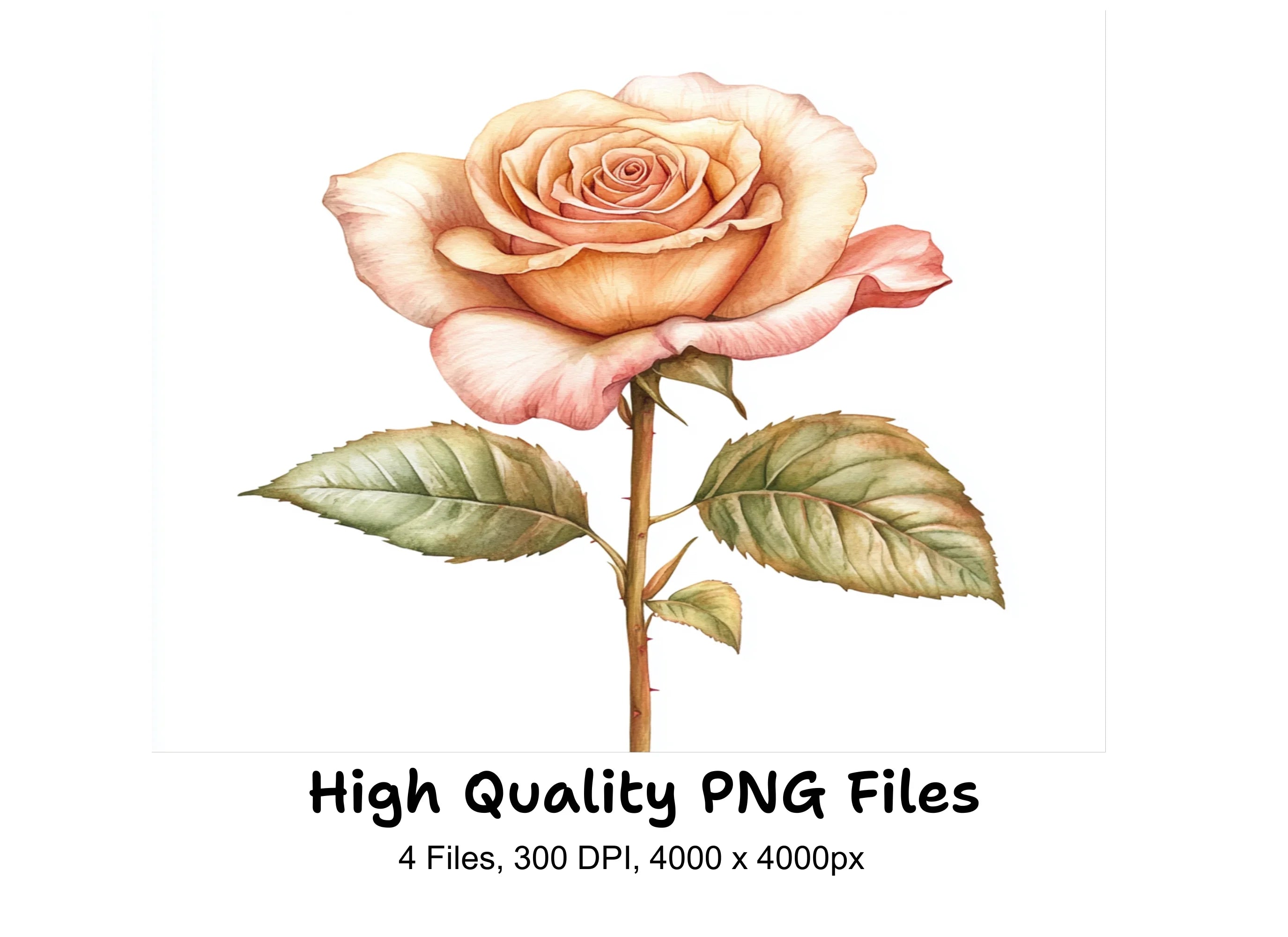Elegant Peach Rose Clipart Bundle