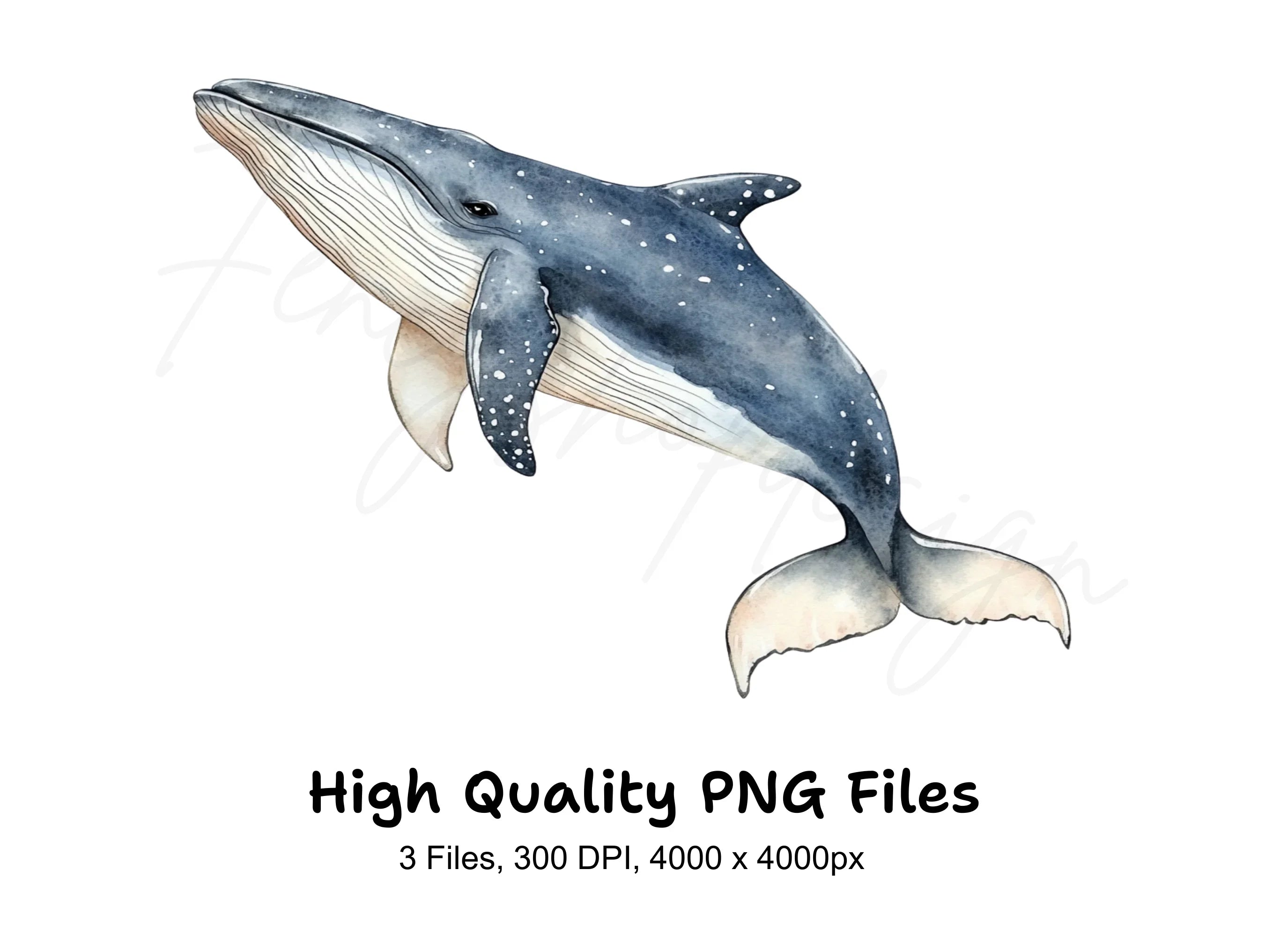 Whales Clipart Bundle