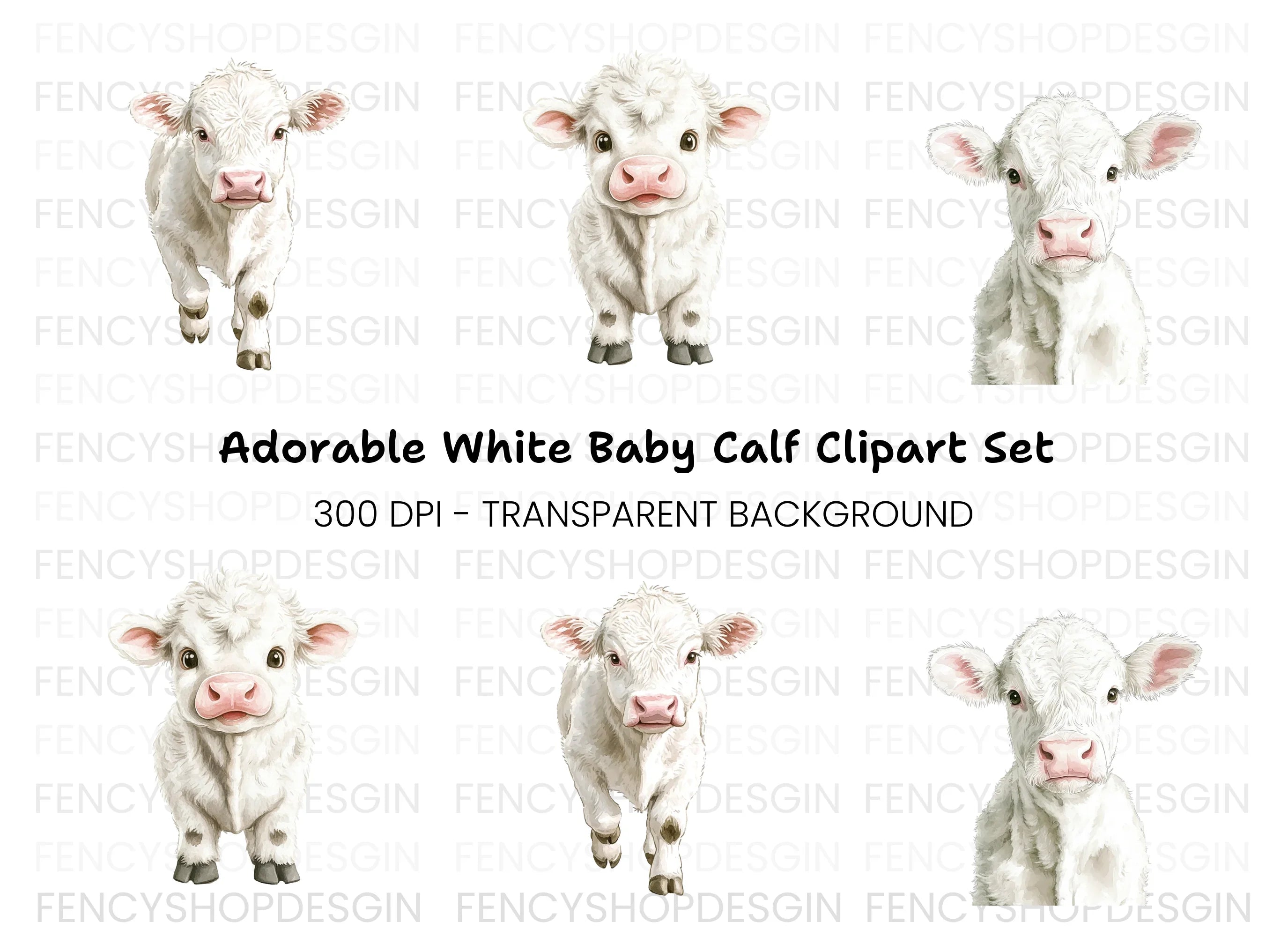 Adorable White Baby Calf Clipart Bundle