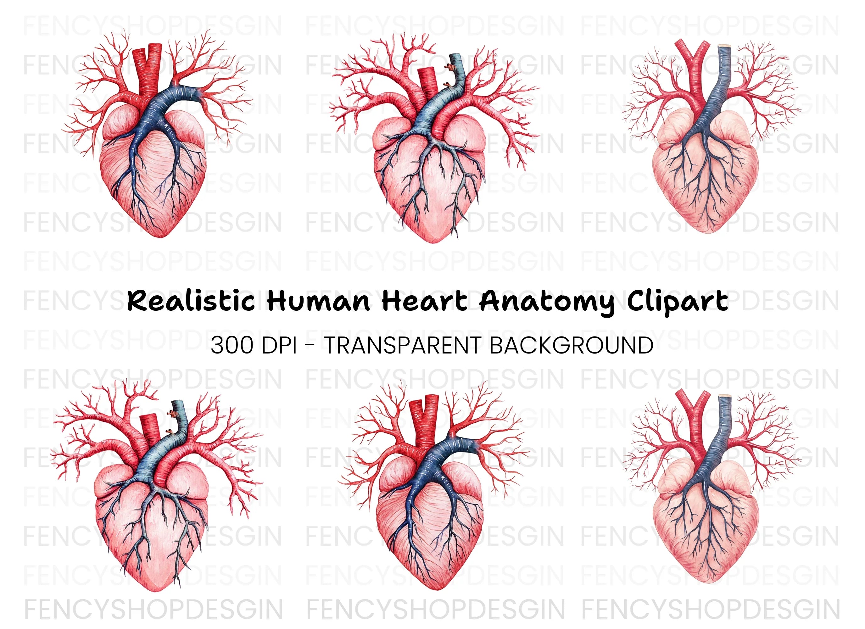 Anatomical Human Heart Clipart Bundle