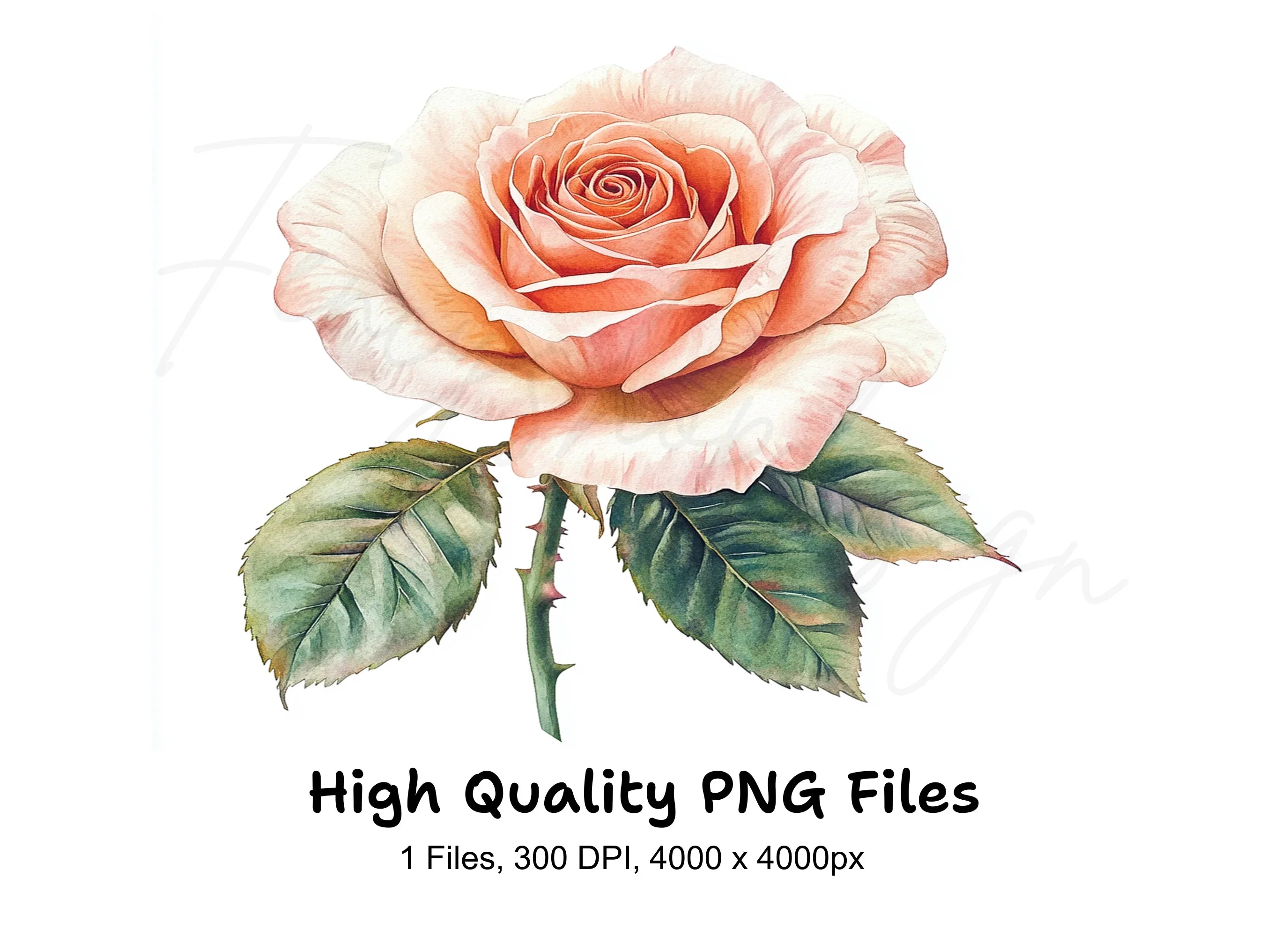 Elegant Peach Rose Clipart Bundle