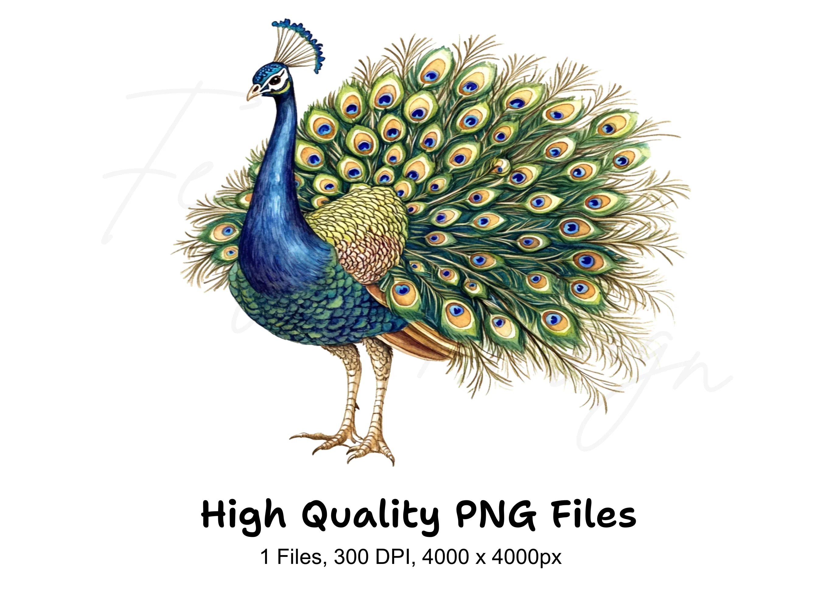 Majestic Peacock Clipart Bundle