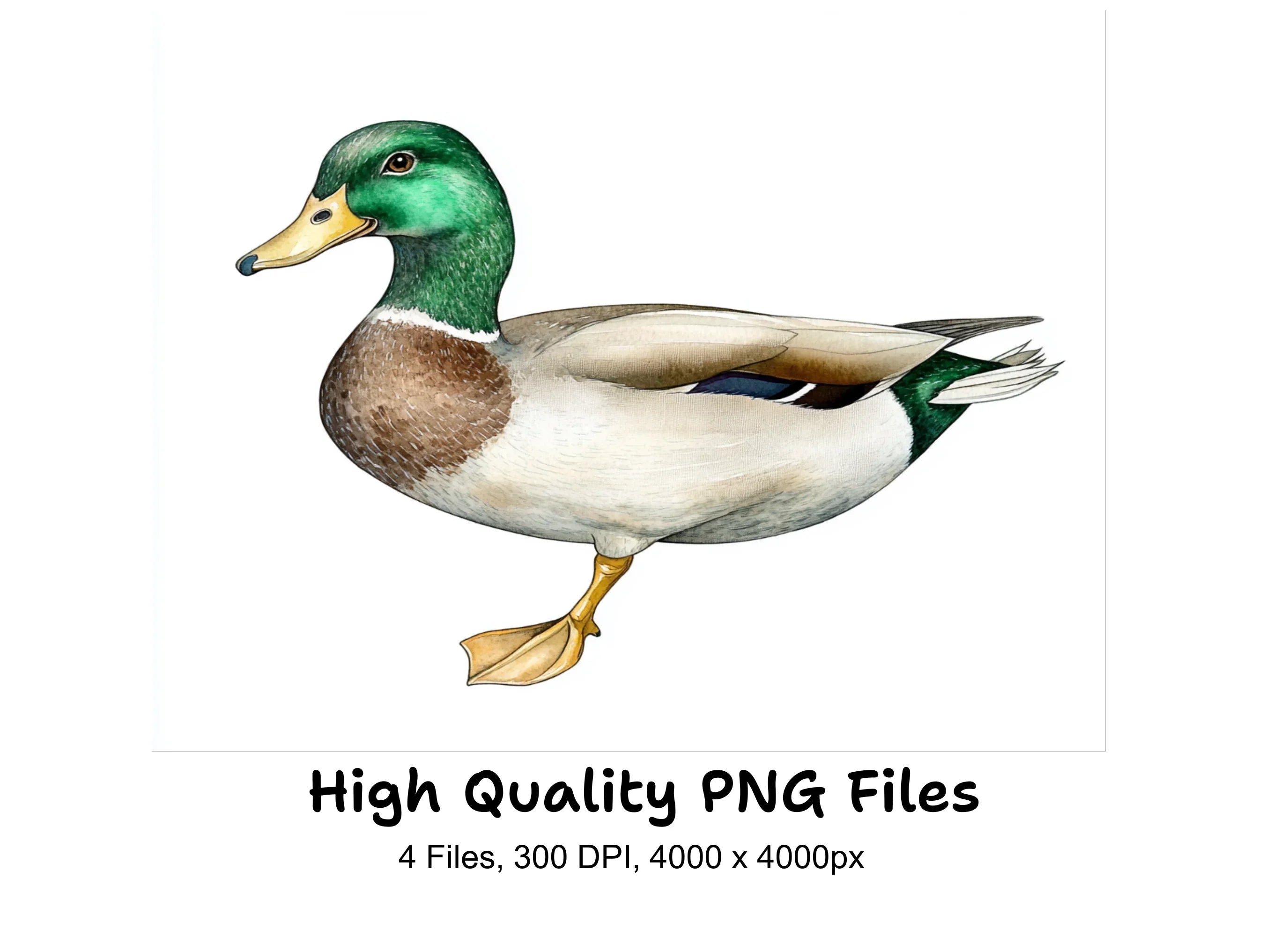 Majestic Mallard Duck Clipart Bundle
