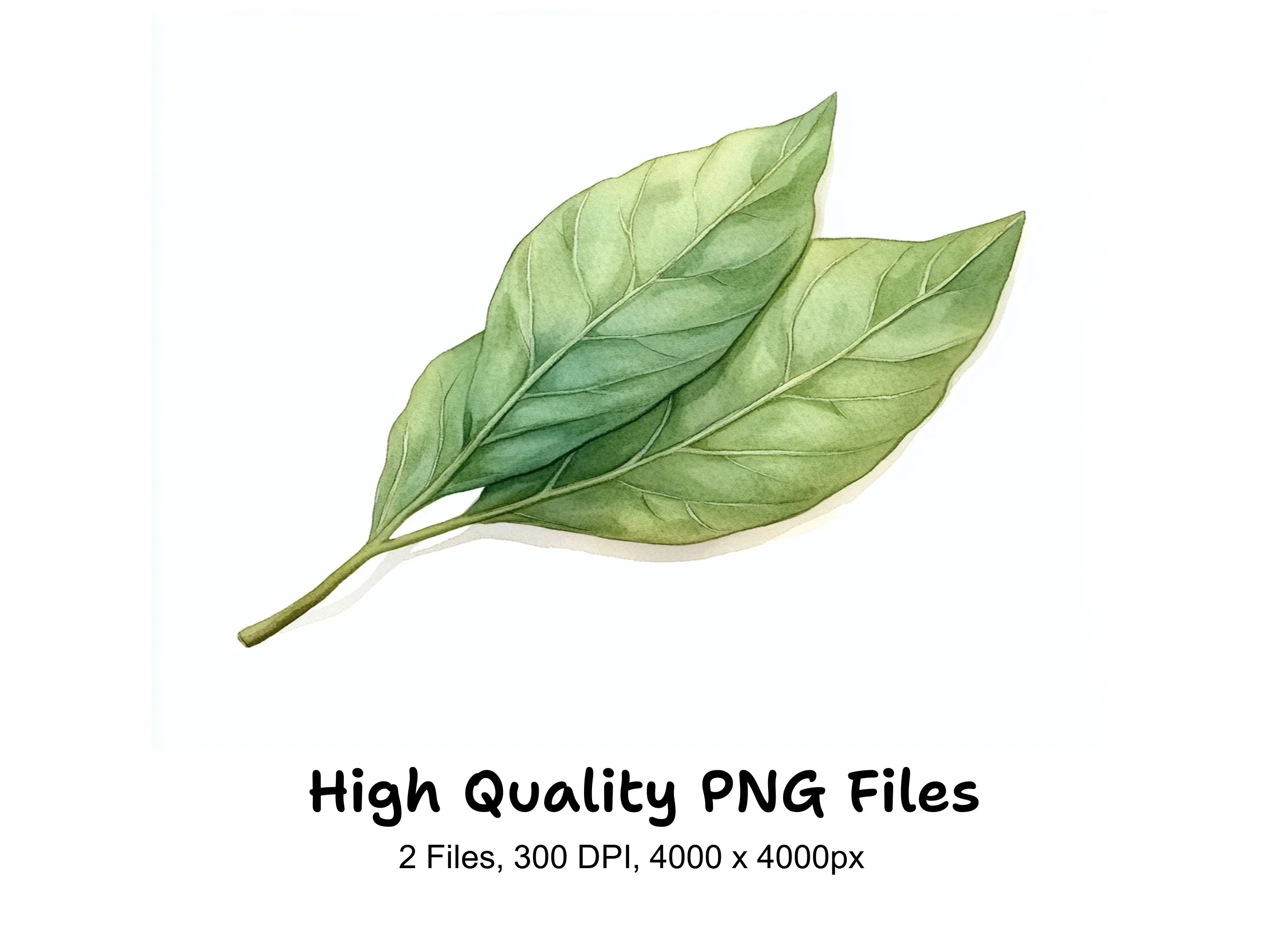 Fresh Green Leaf Illustrations Clipart Bundle