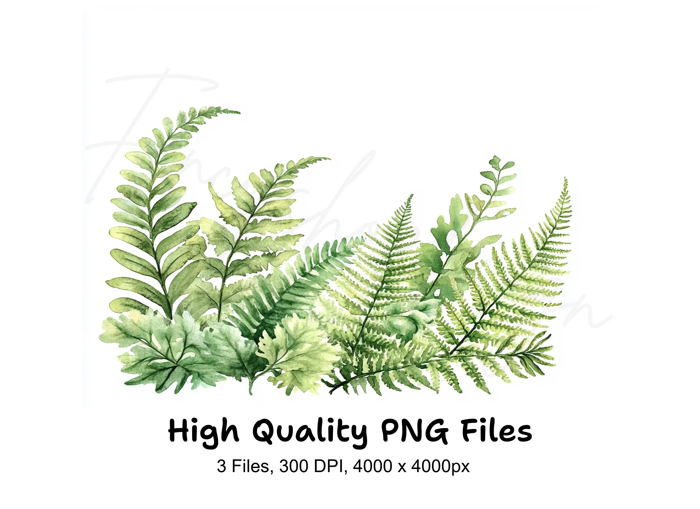 Fern Clipart Bundle