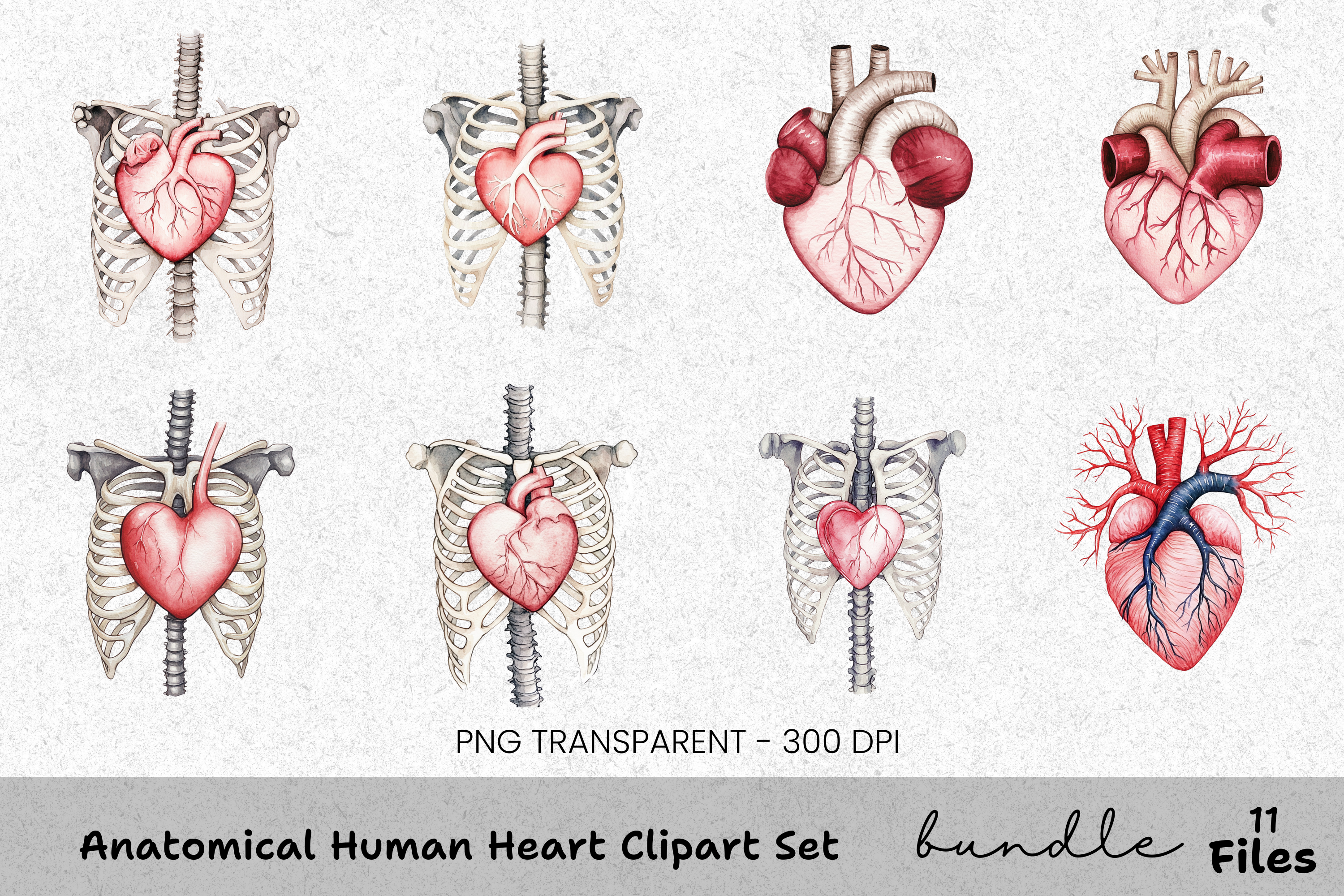 Anatomical Human Heart Clipart Bundle