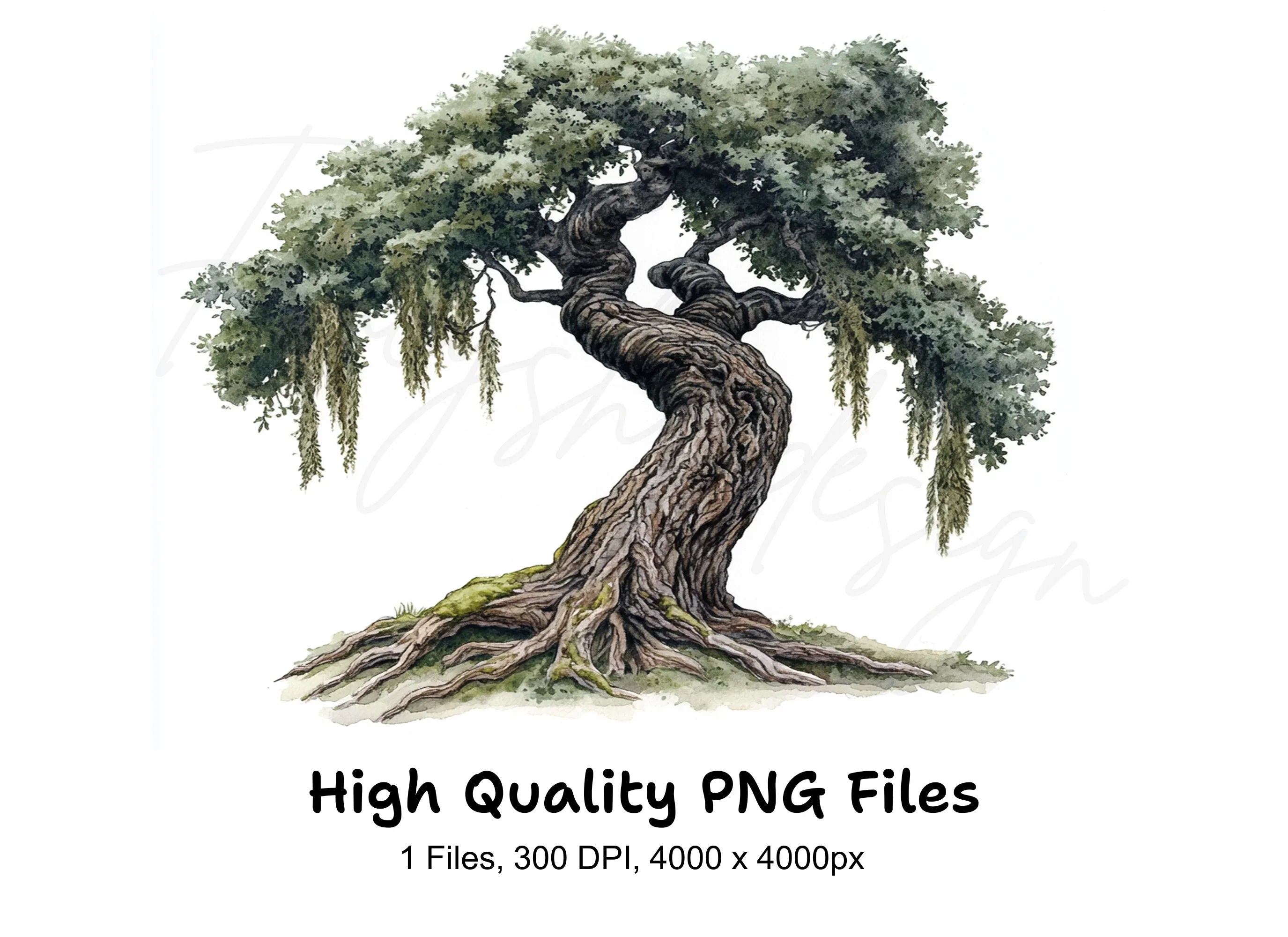 Twisted Oak Tree Illustration Clipart Bundle