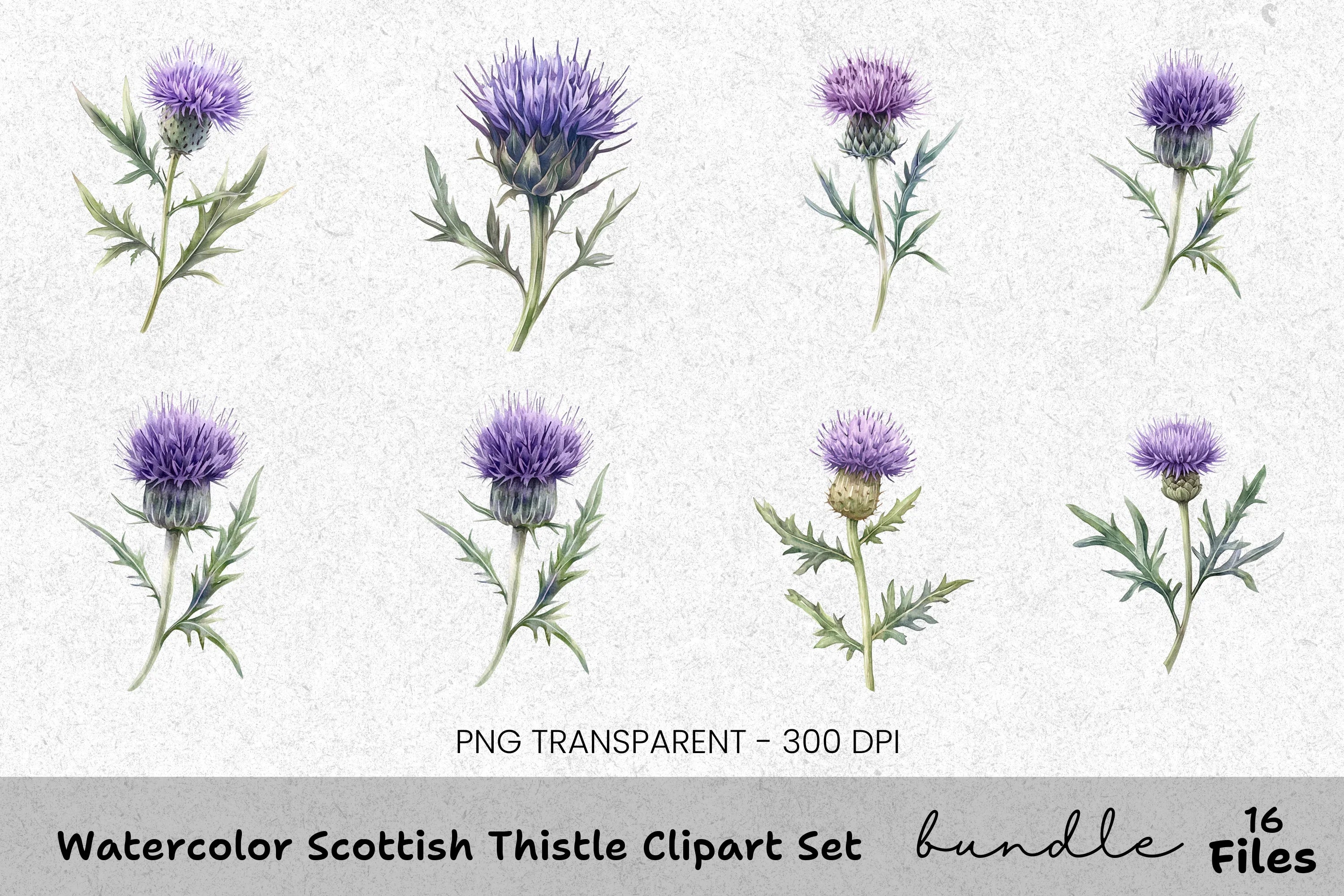 Scottish Thistle Clipart Bundle
