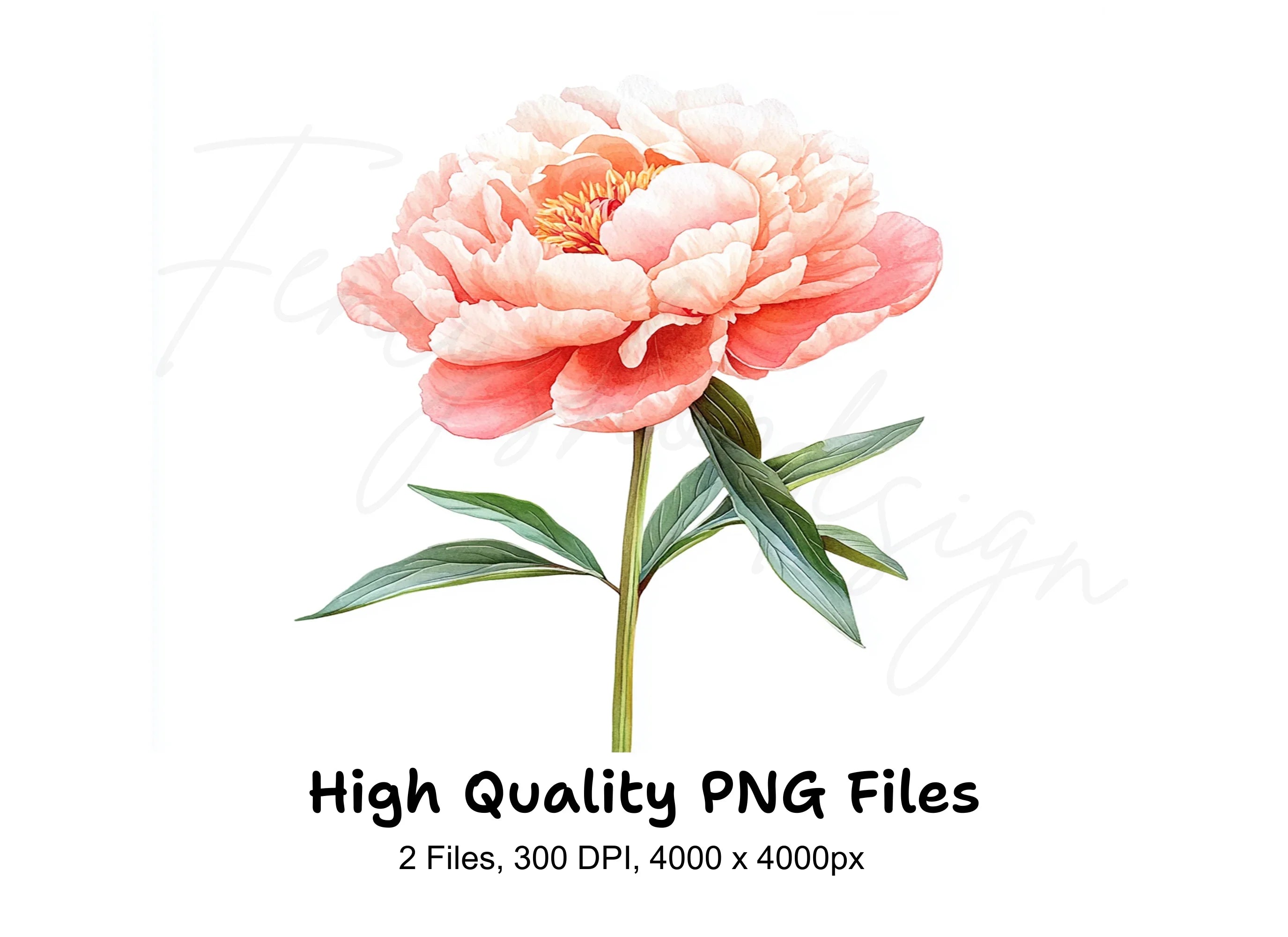 Vibrant Pink Peony Clipart Bundle