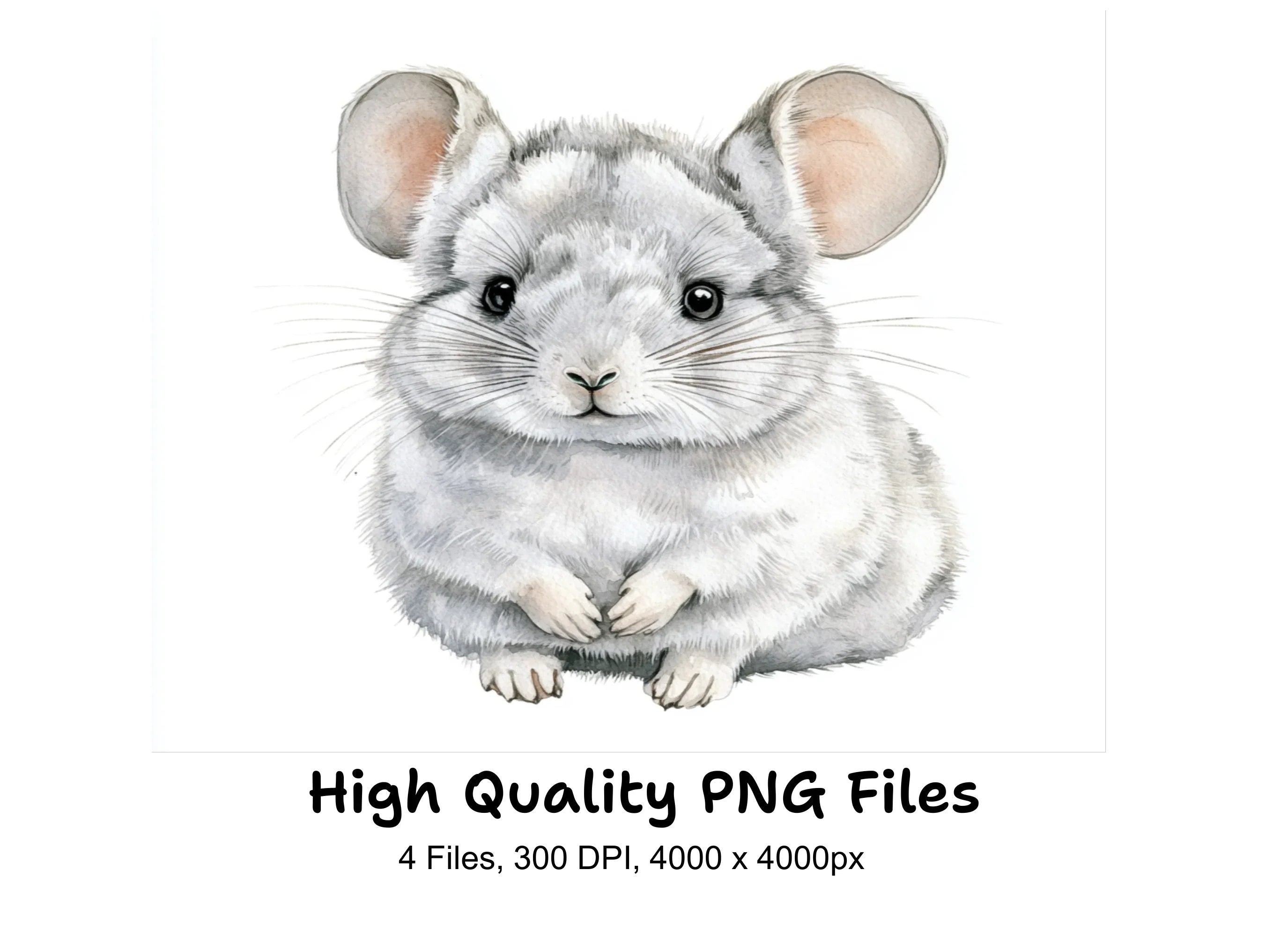 Chinchilla Clipart Bundle