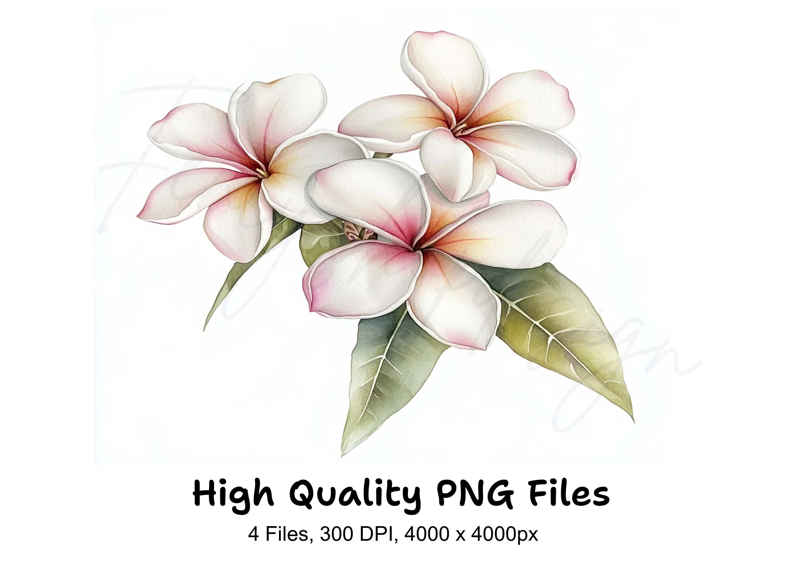 Elegant Plumeria Flower Clipart Bundle