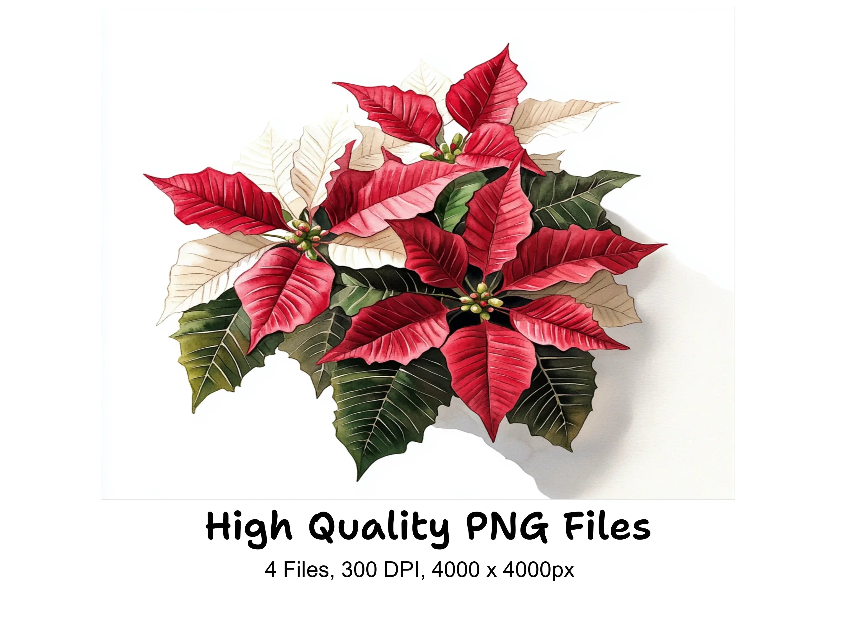 Poinsettia Clipart Bundle