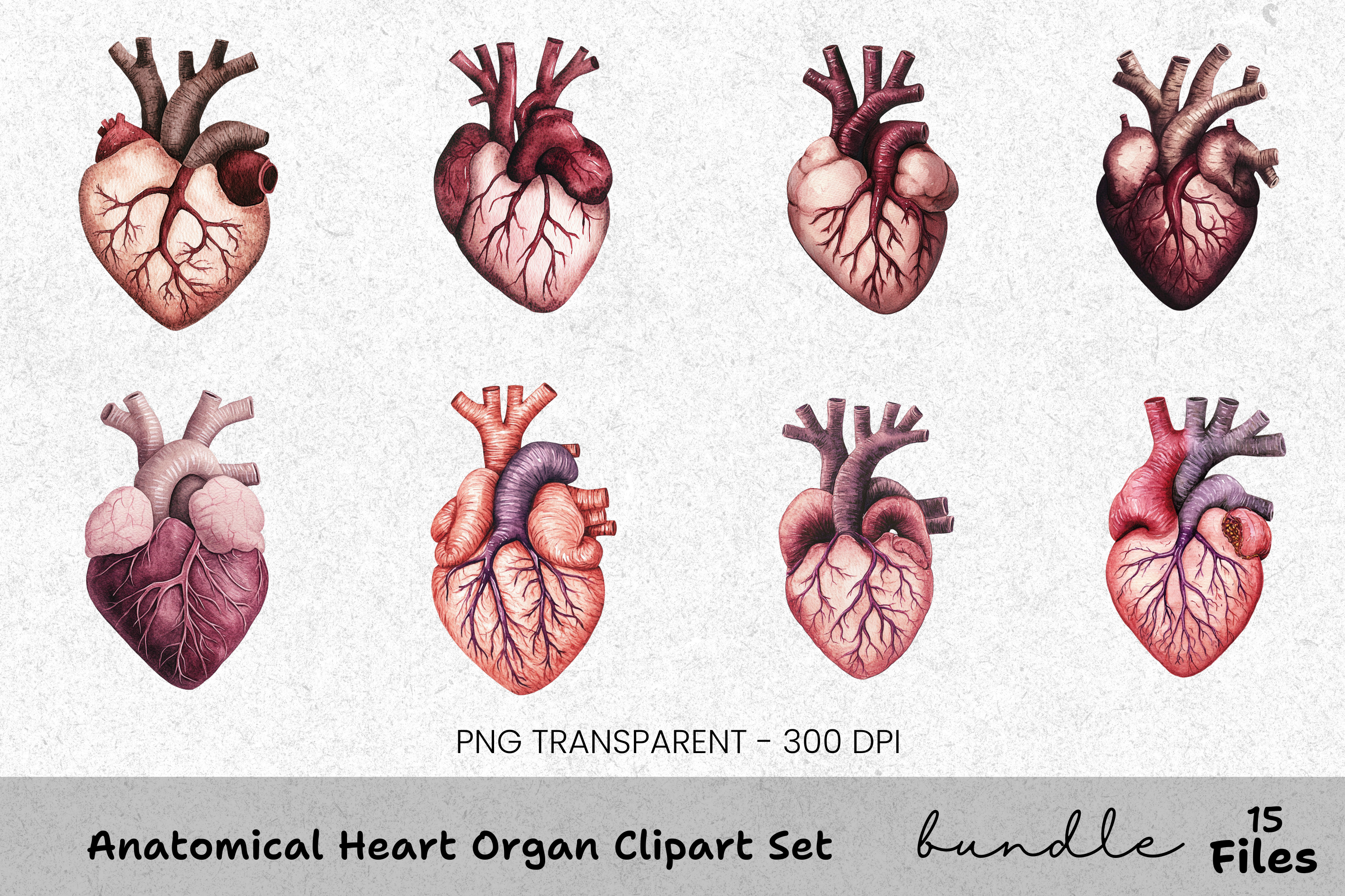 Anatomical Heart Organ Clipart Bundle