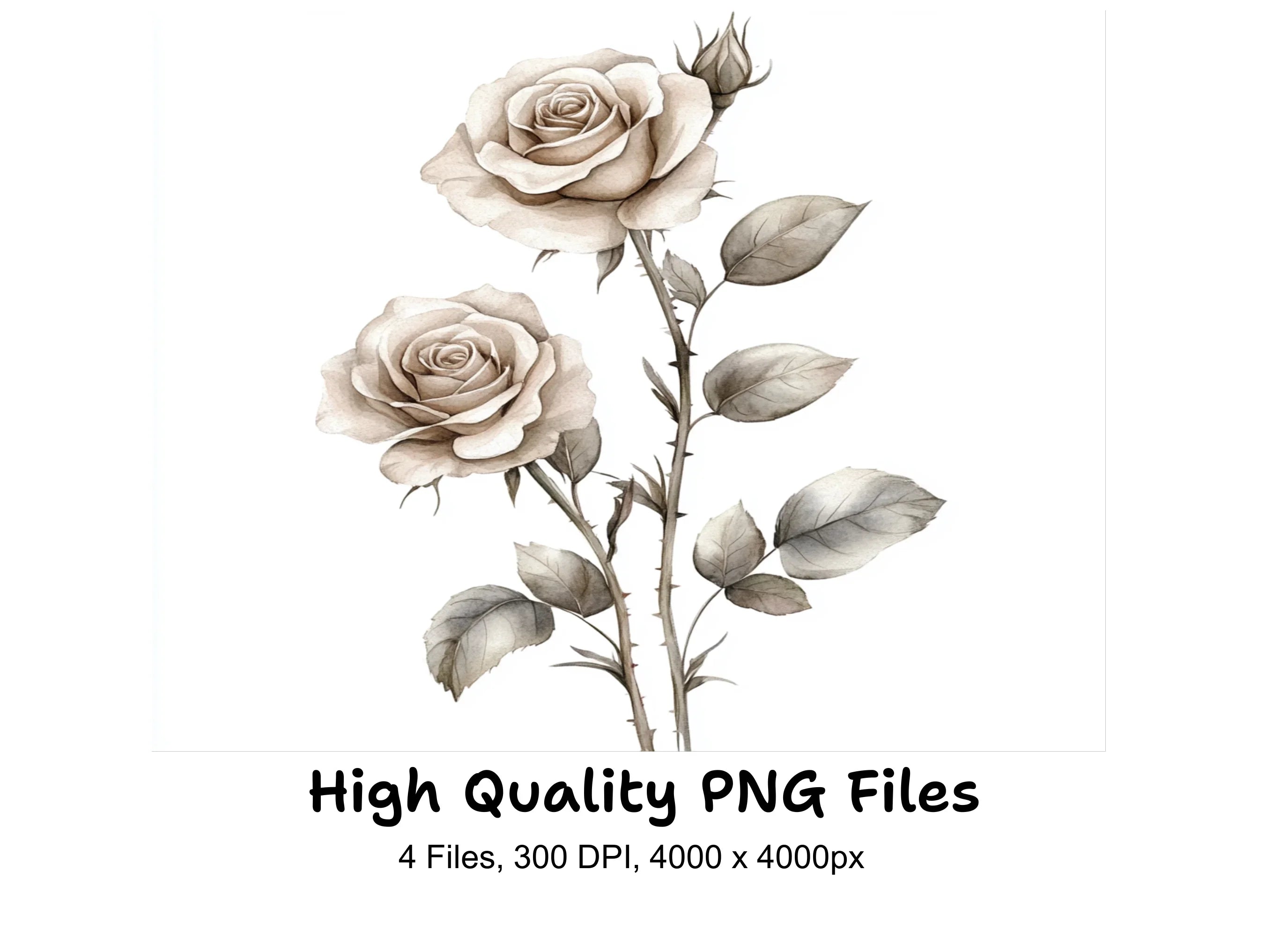 Rose Clipart Bundle