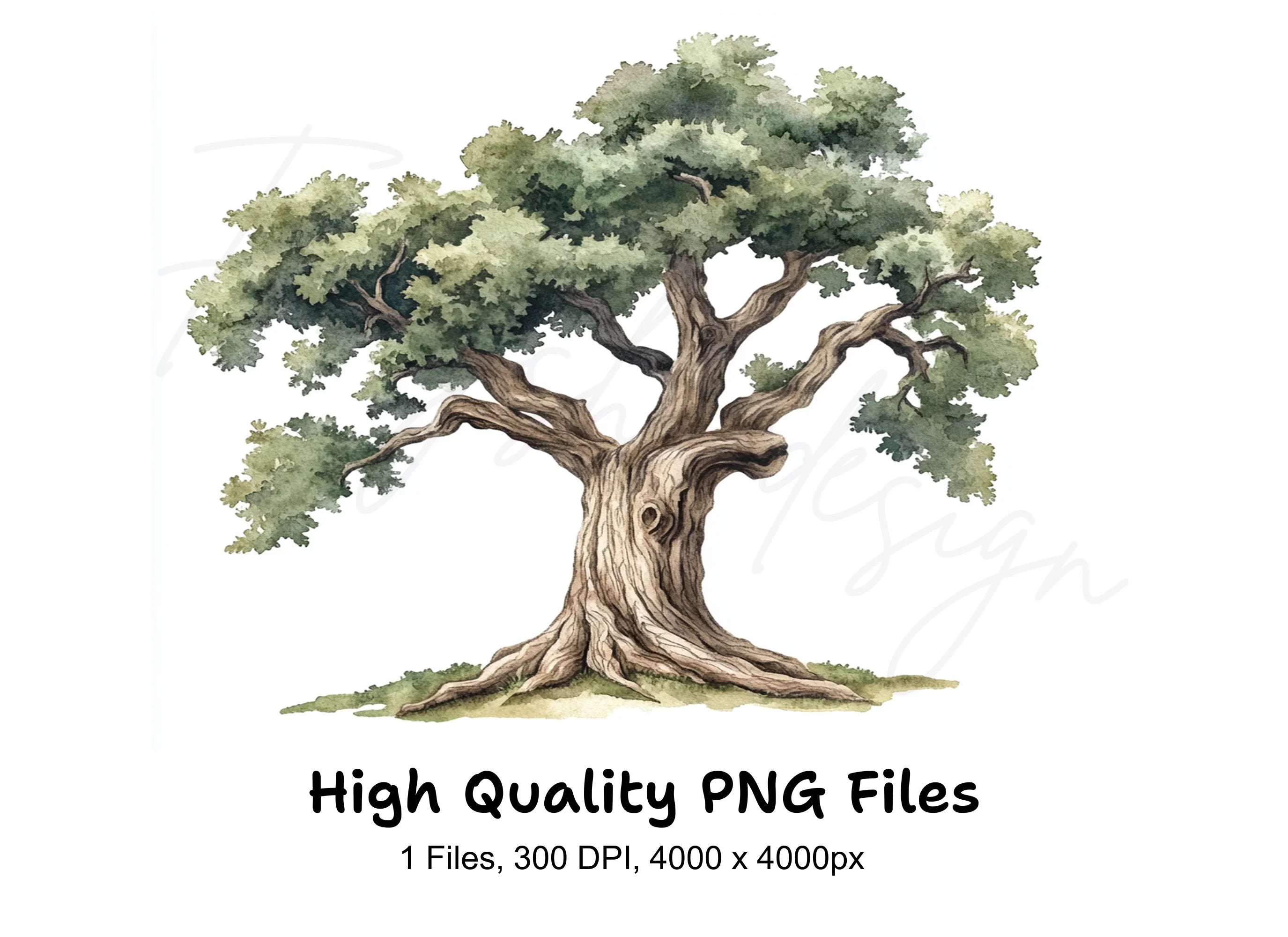Sturdy Green Oak Tree Clipart Bundle
