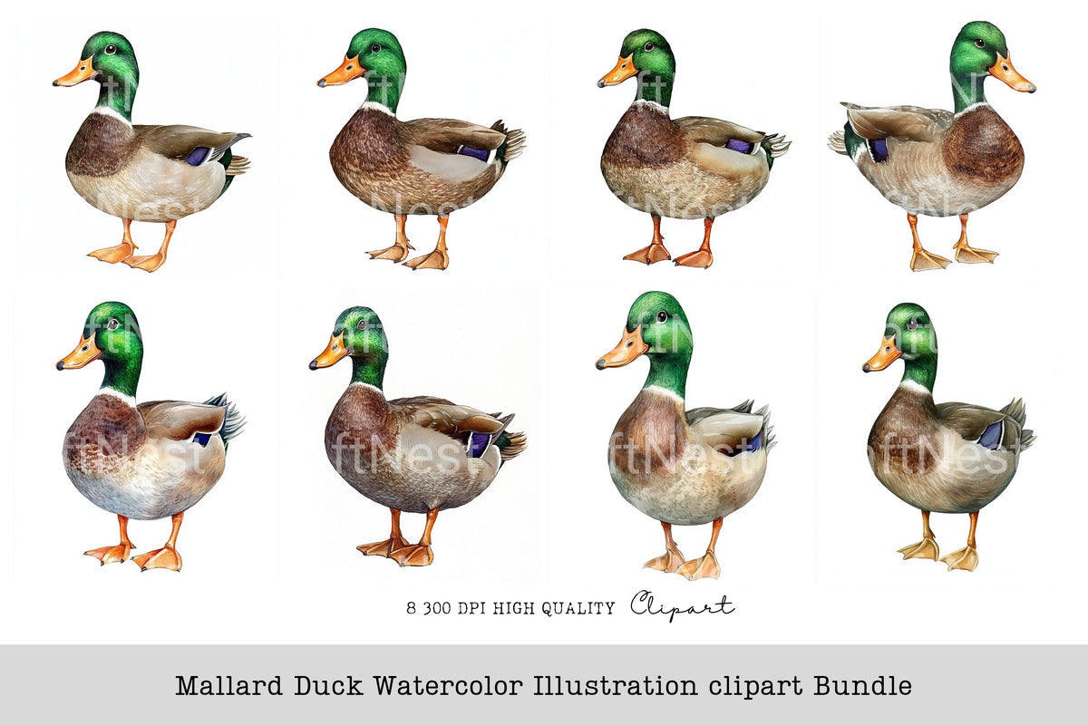 Mallard Duck Illustration Clipart Bundle