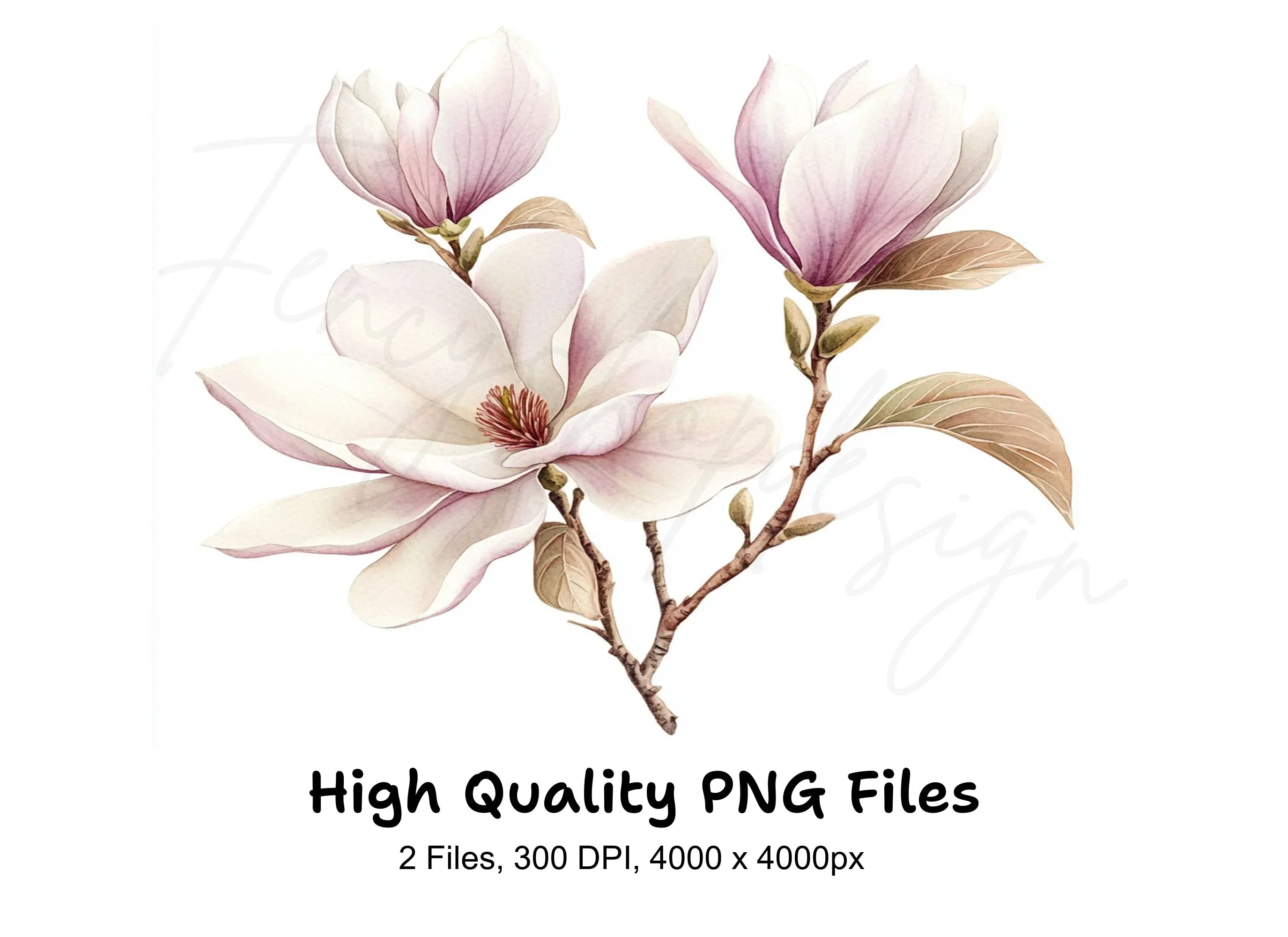 Magnolia Blossom Clipart Bundle