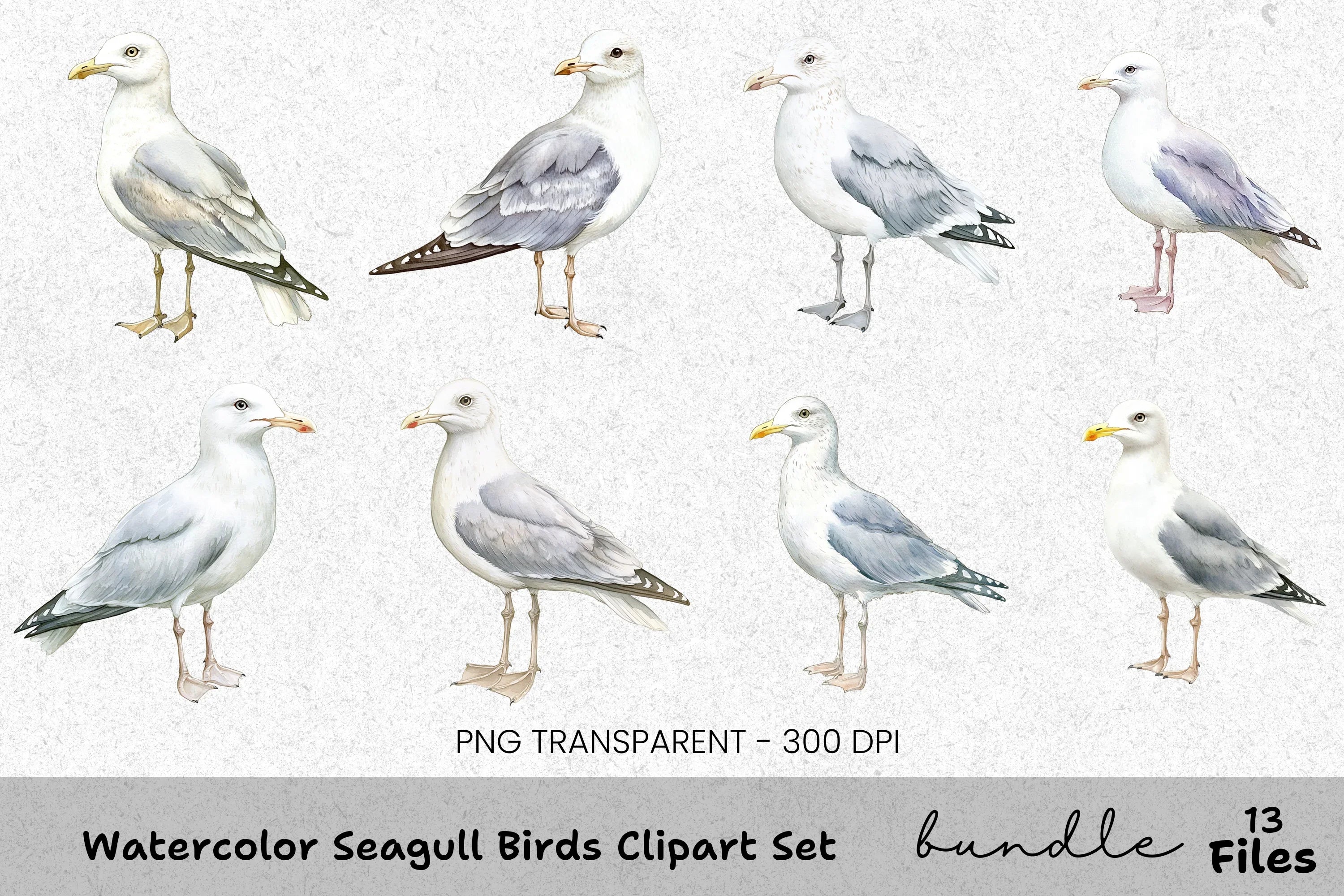 Seagull Birds Clipart Bundle