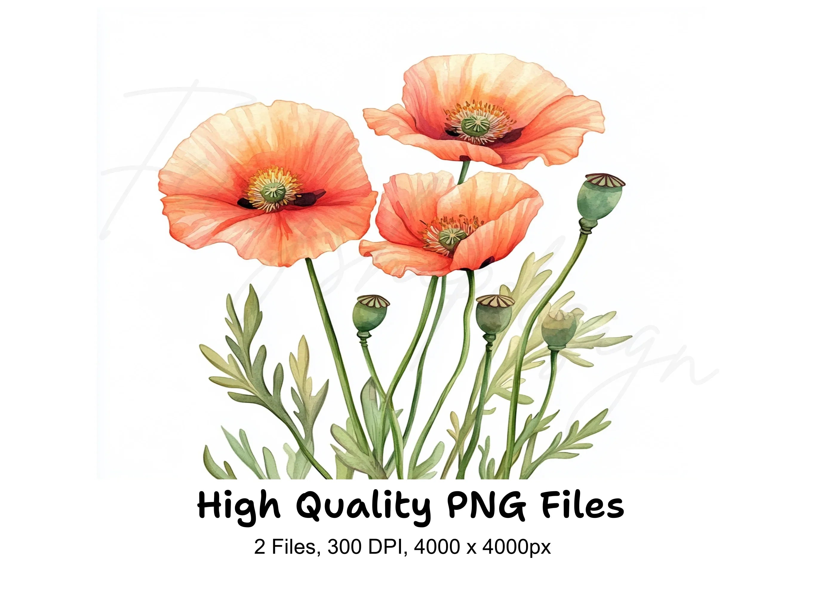 Poppy Flowers Clipart Bundle