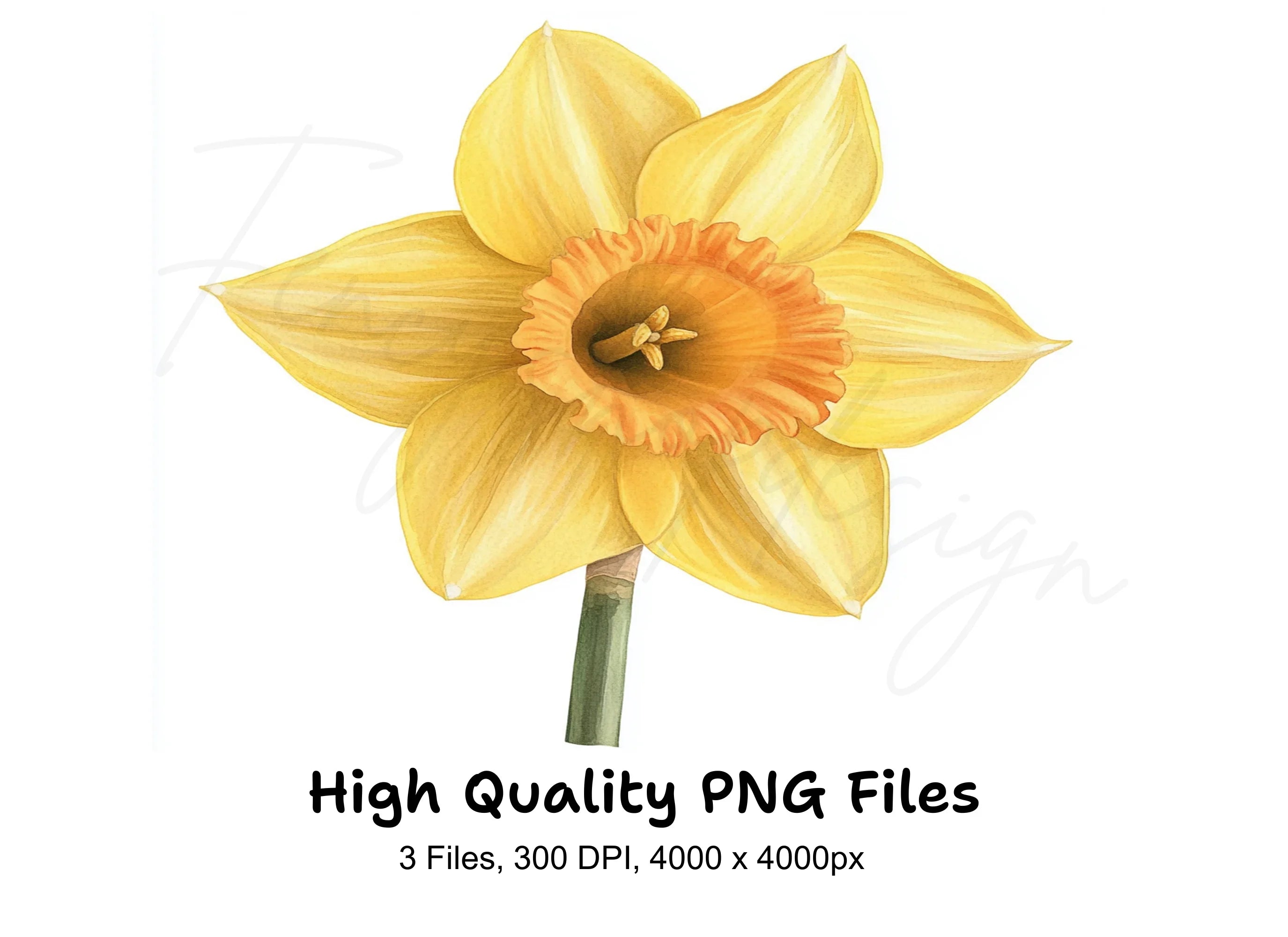 Daffodil Clipart Bundle