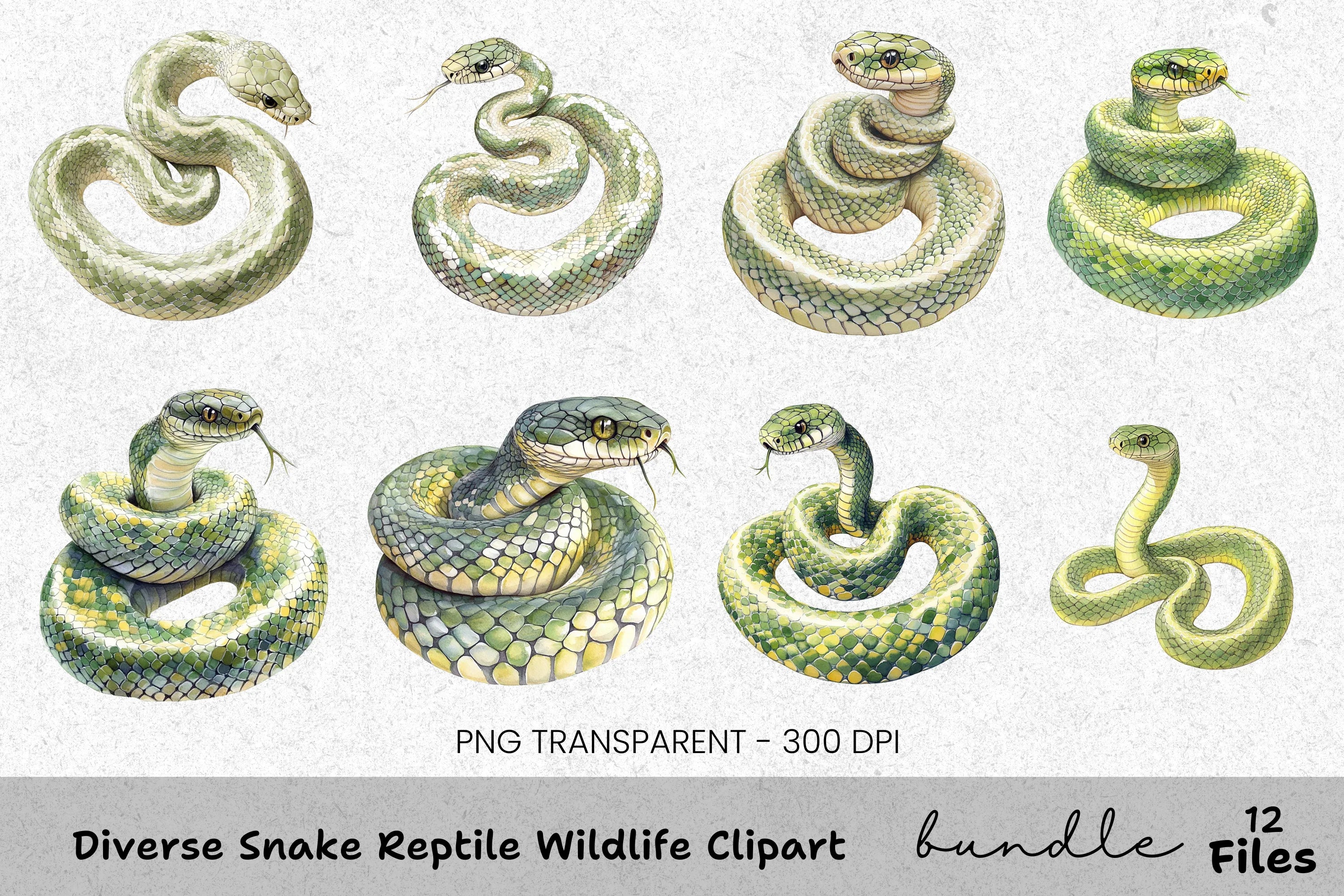 Diverse Snake Reptile Wildlife Clipart Bundle