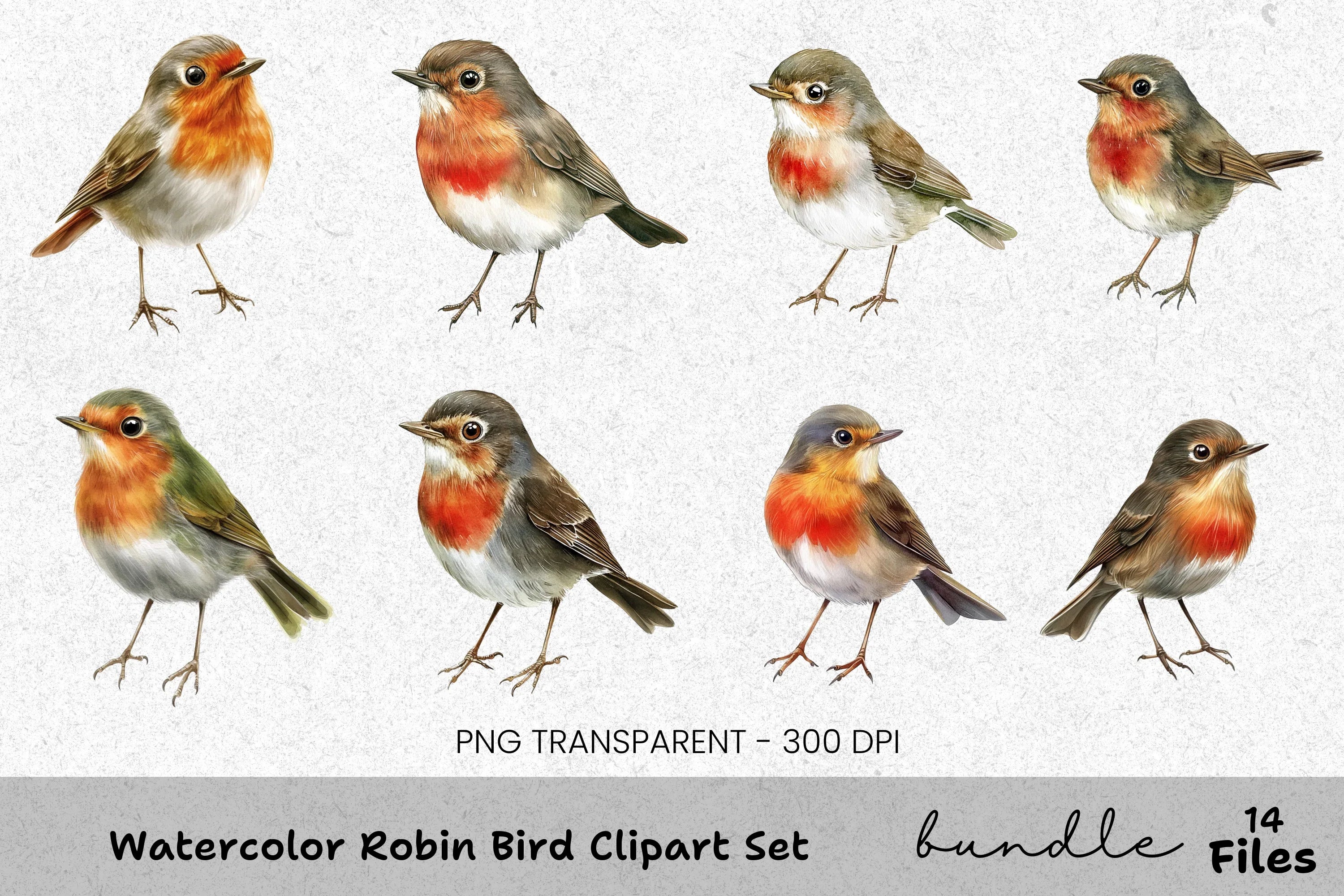 Robin Bird Clipart Bundle