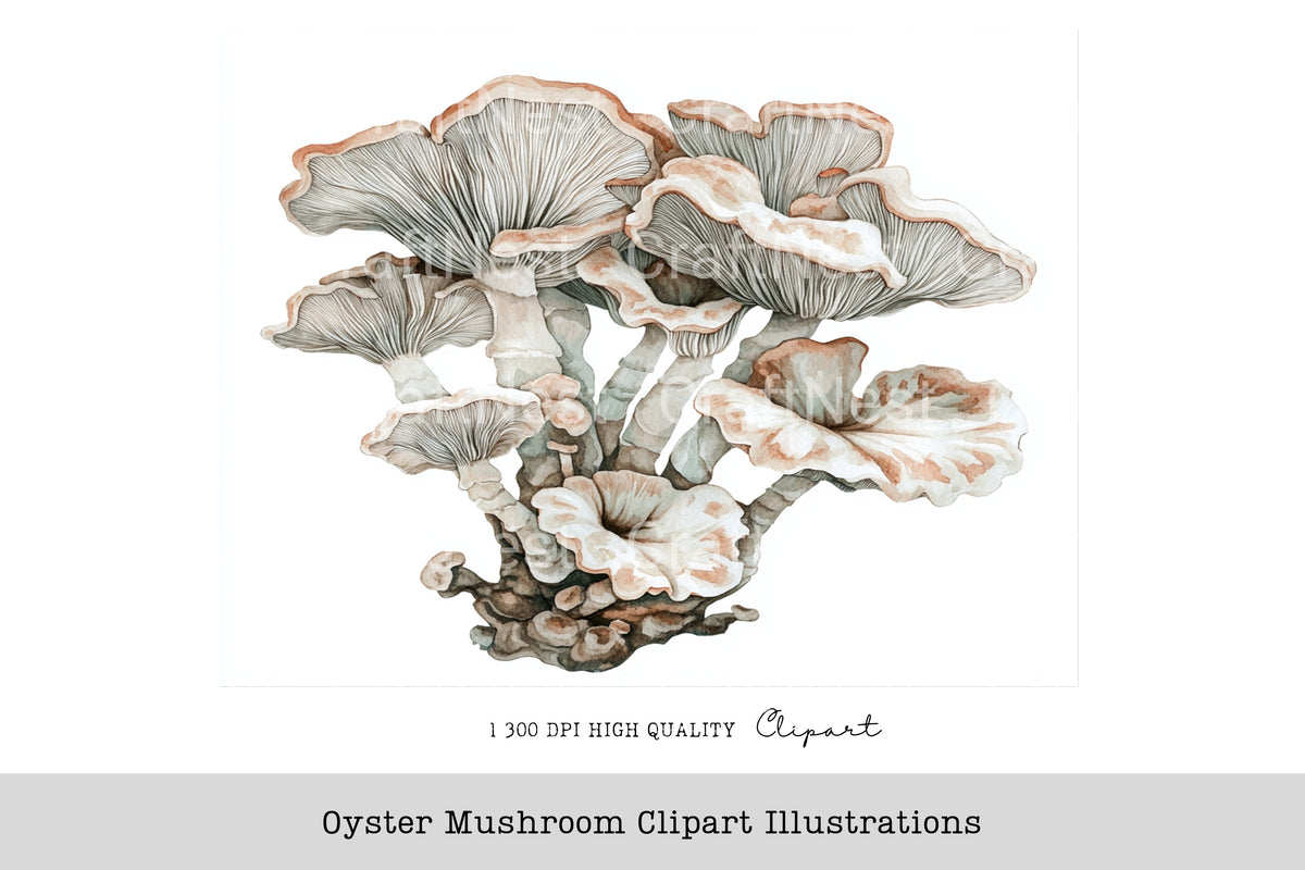 Oyster Mushroom Illustrations Clipart Bundle