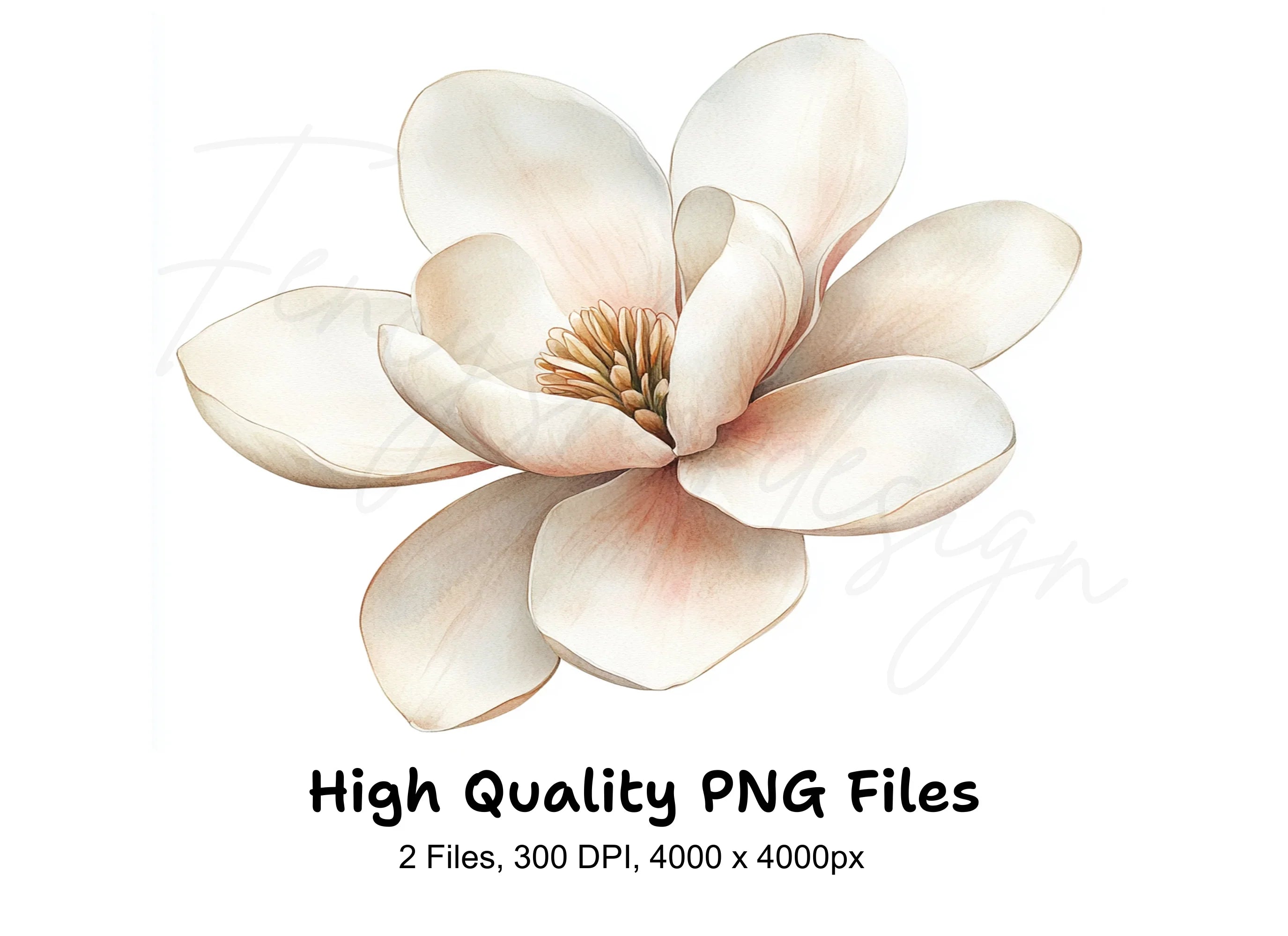 Elegant Magnolia Flower Clipart Bundle