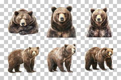 Grizzly Bear Wildlife Clipart Bundle - CraftNest - Digital Crafting and Art
