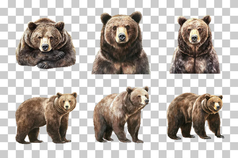 Grizzly Bear Wildlife Clipart Bundle - CraftNest - Digital Crafting and Art